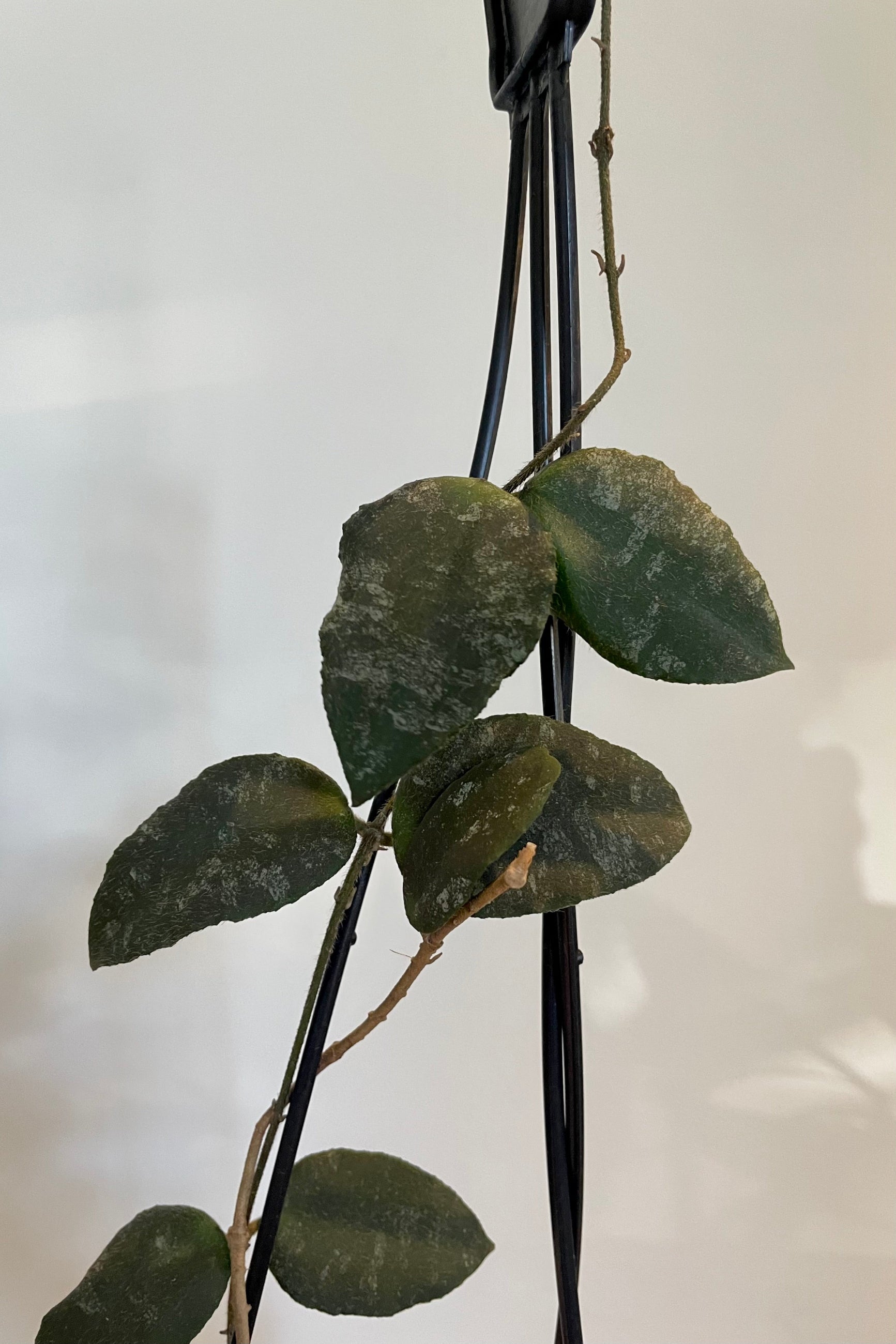 Close photo of dark green mottled leaves of Hoya vines