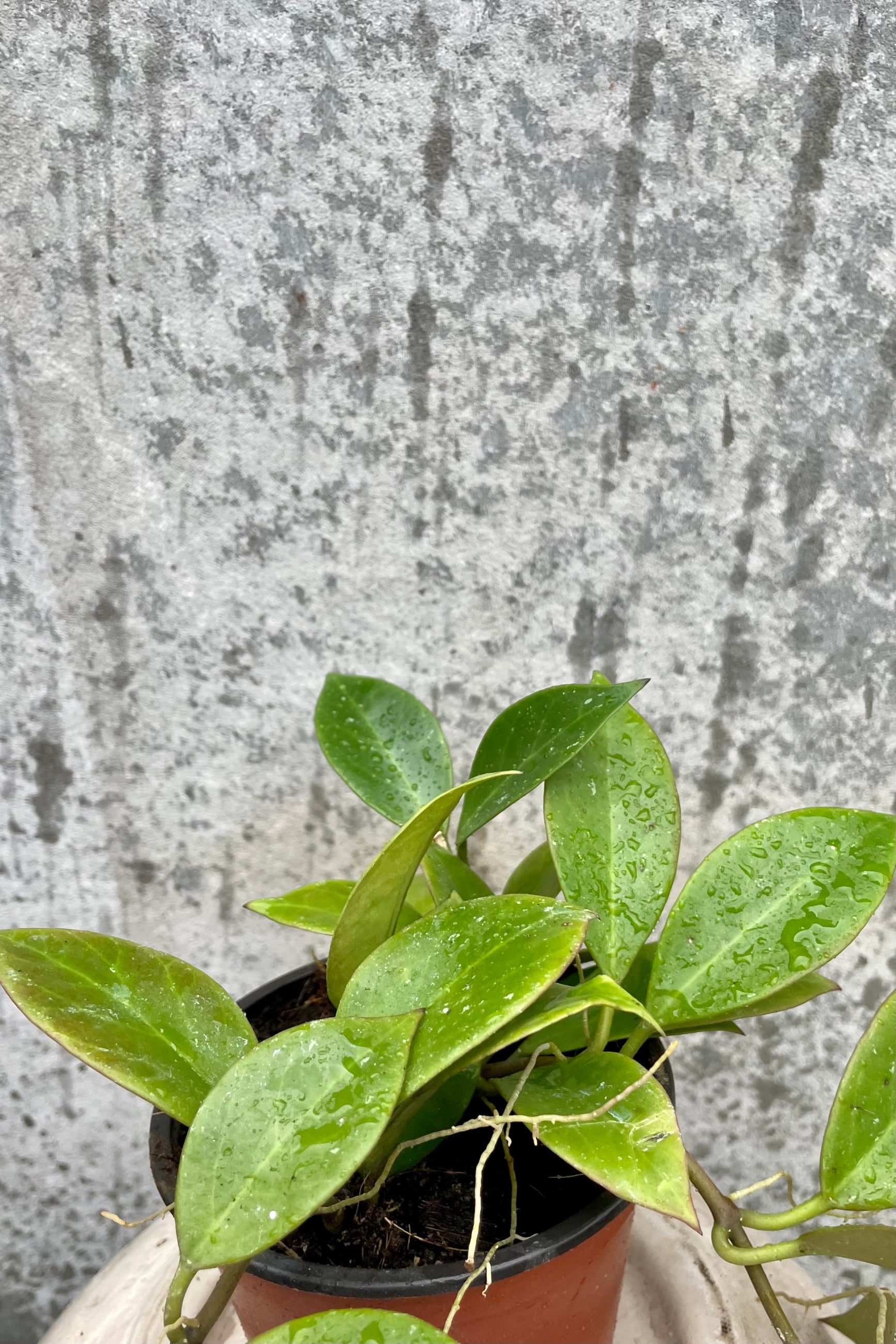 Glossy green leaves of Hoya 'Sunrise' plant against a gray wall.