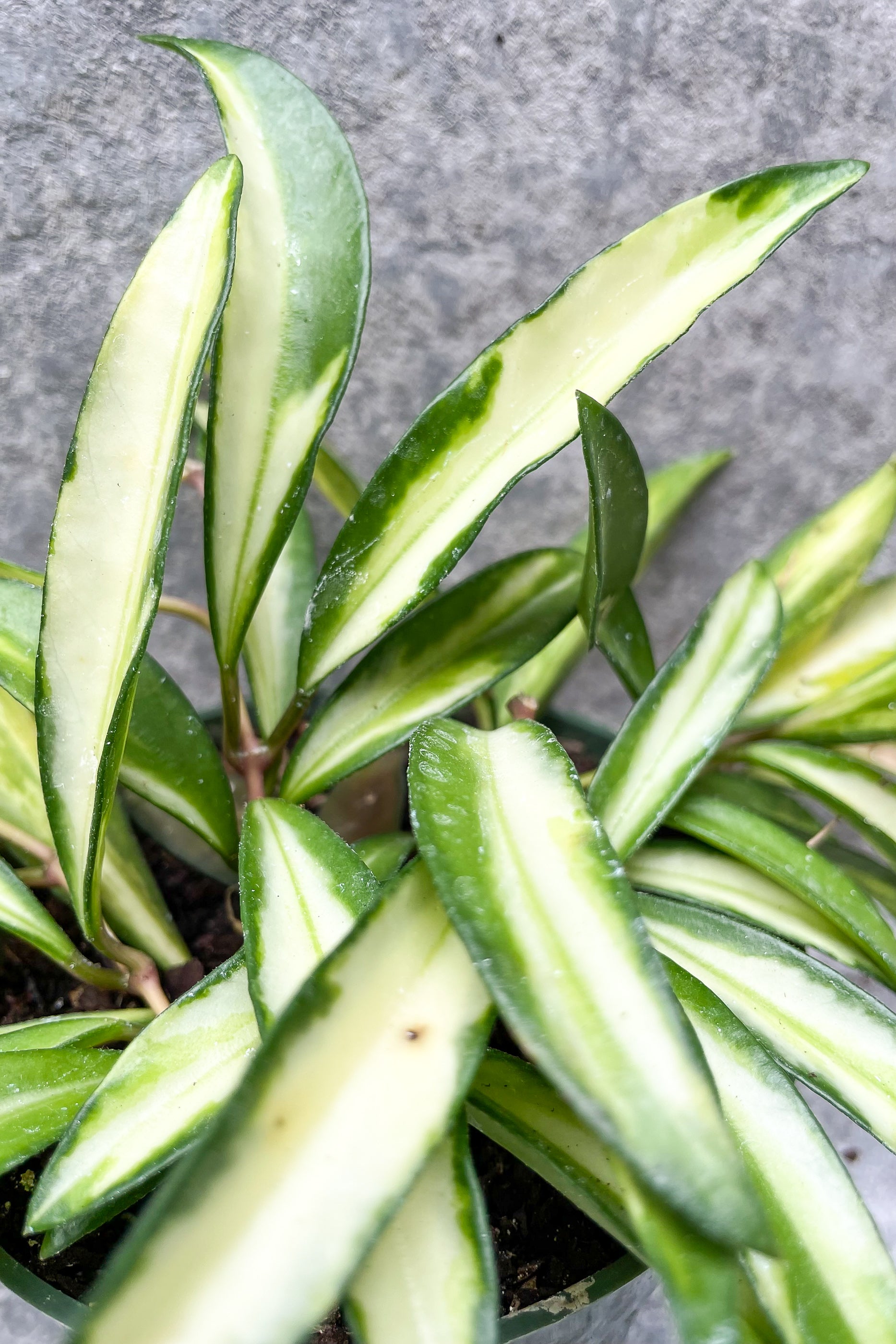 Close up of Hoya wyetii, variegated leaves