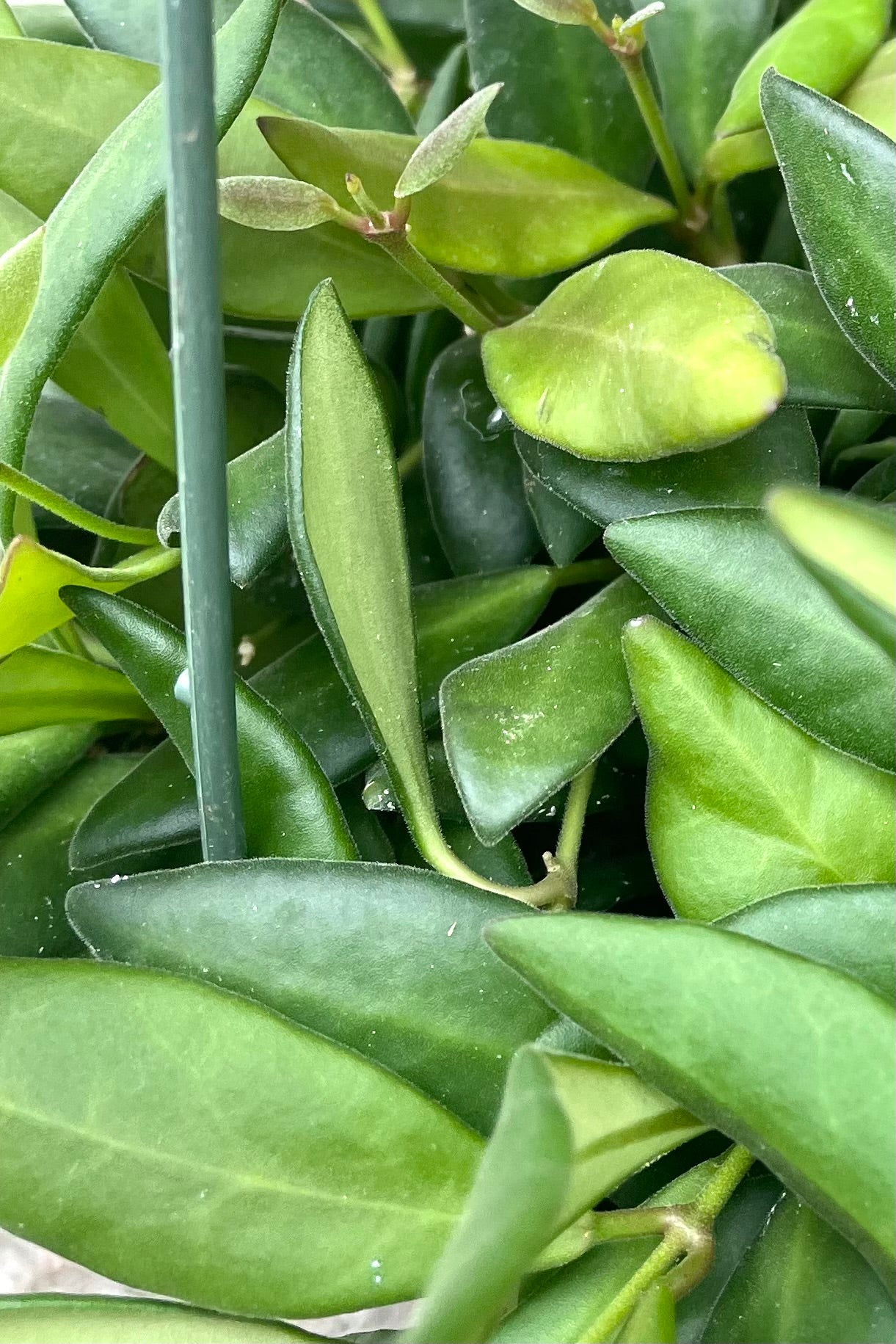 A detailed view of Hoya sp. aff. Burtoniae 6" 