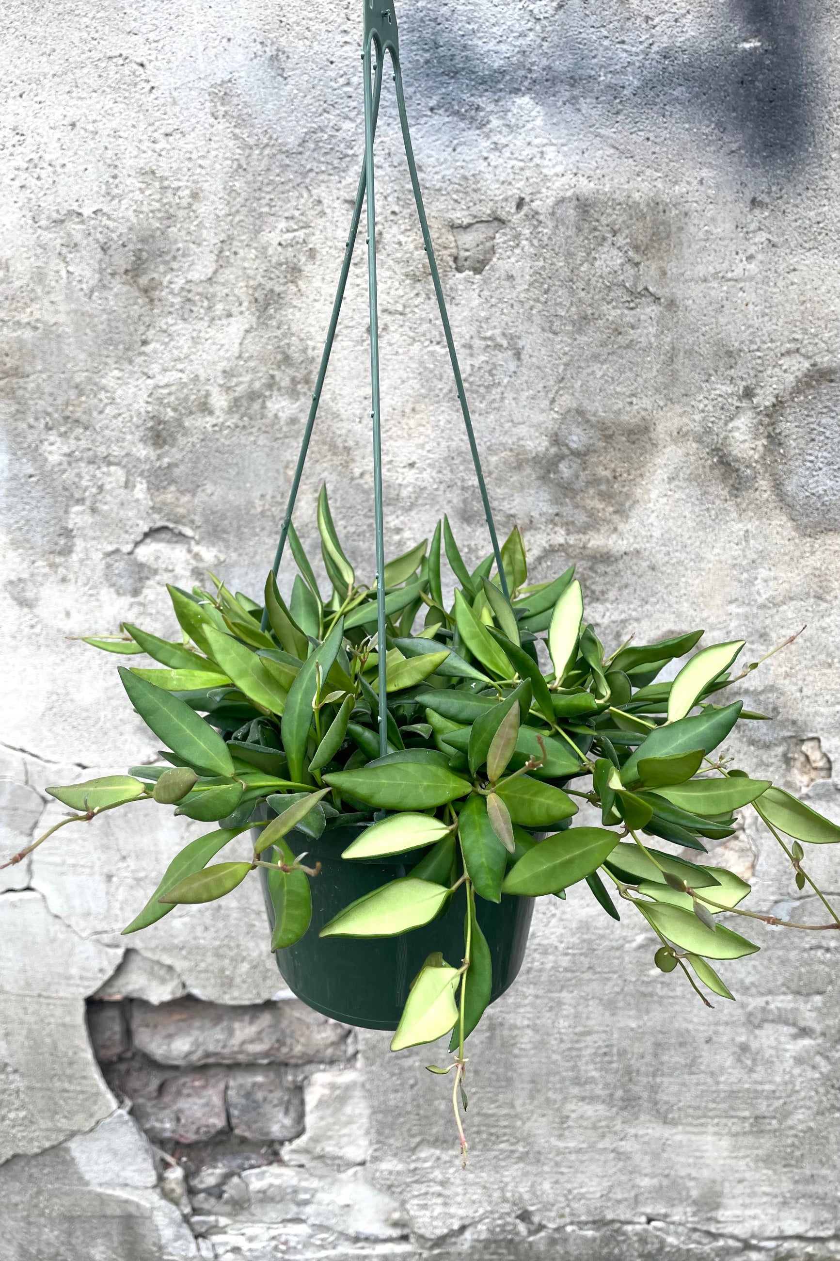 A hand holds hanging basket with Hoya sp. aff. Burtoniae 6" against concrete backdrop