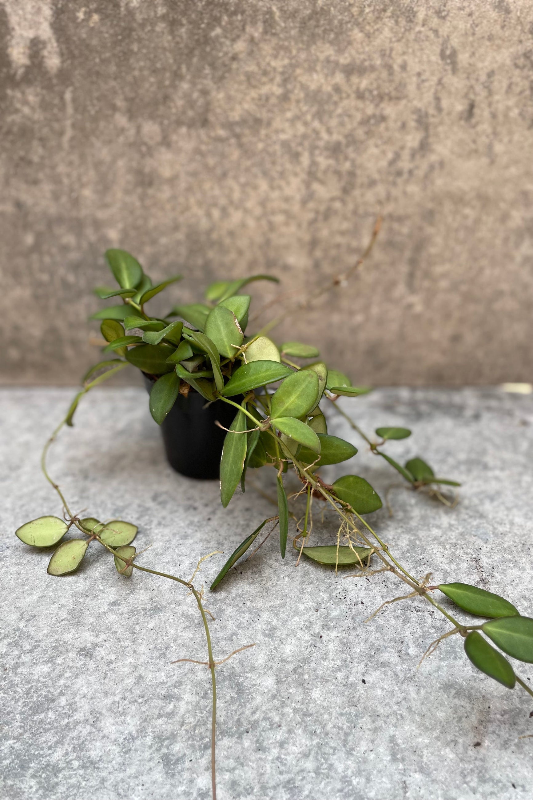 Hoya burtoniae plant in a 3" container
