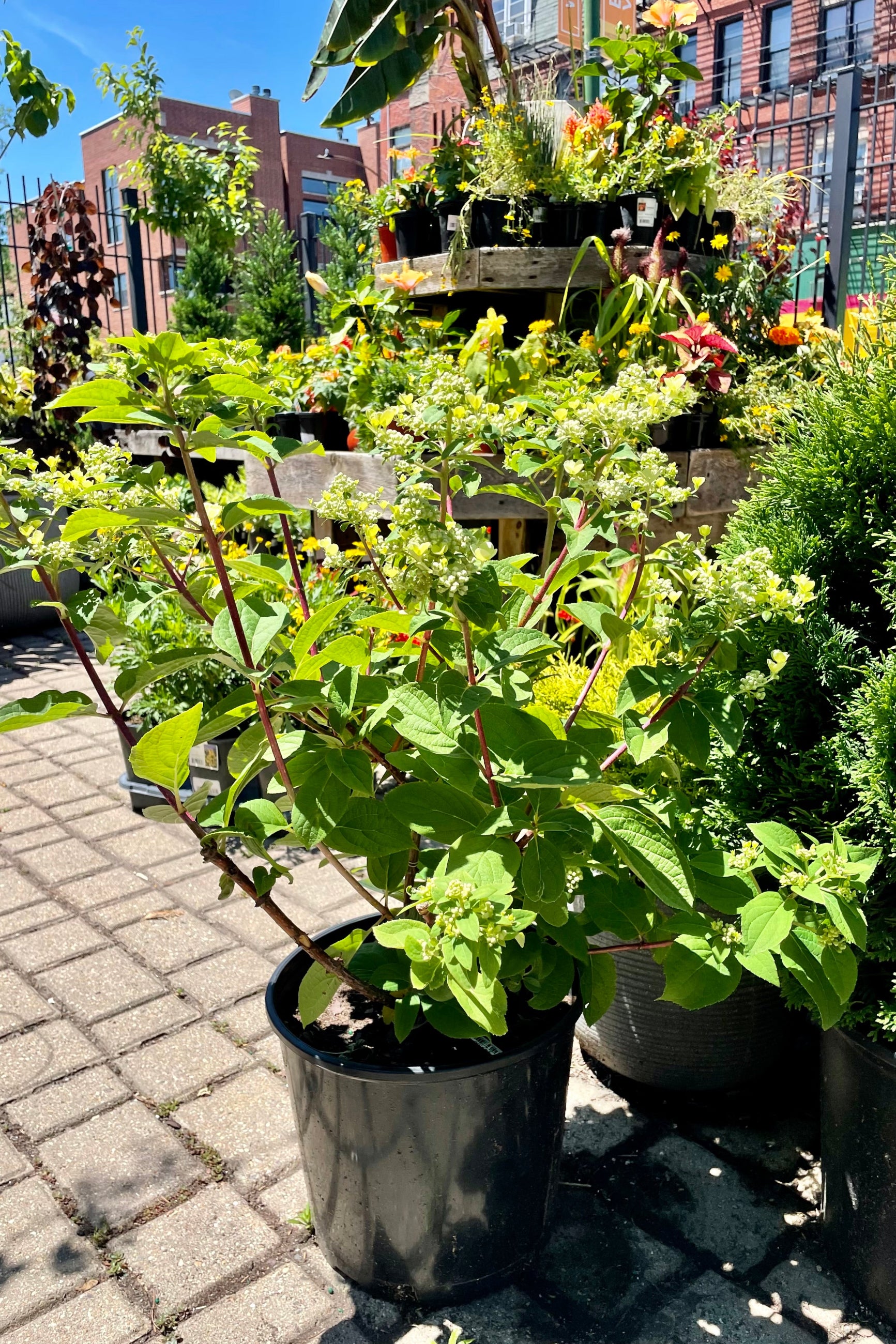 Hydrangea 'Fire and Ice" in mid June in a #3 container in bud state with other plants surrounding it at Sprout-home. ©Sprout Home