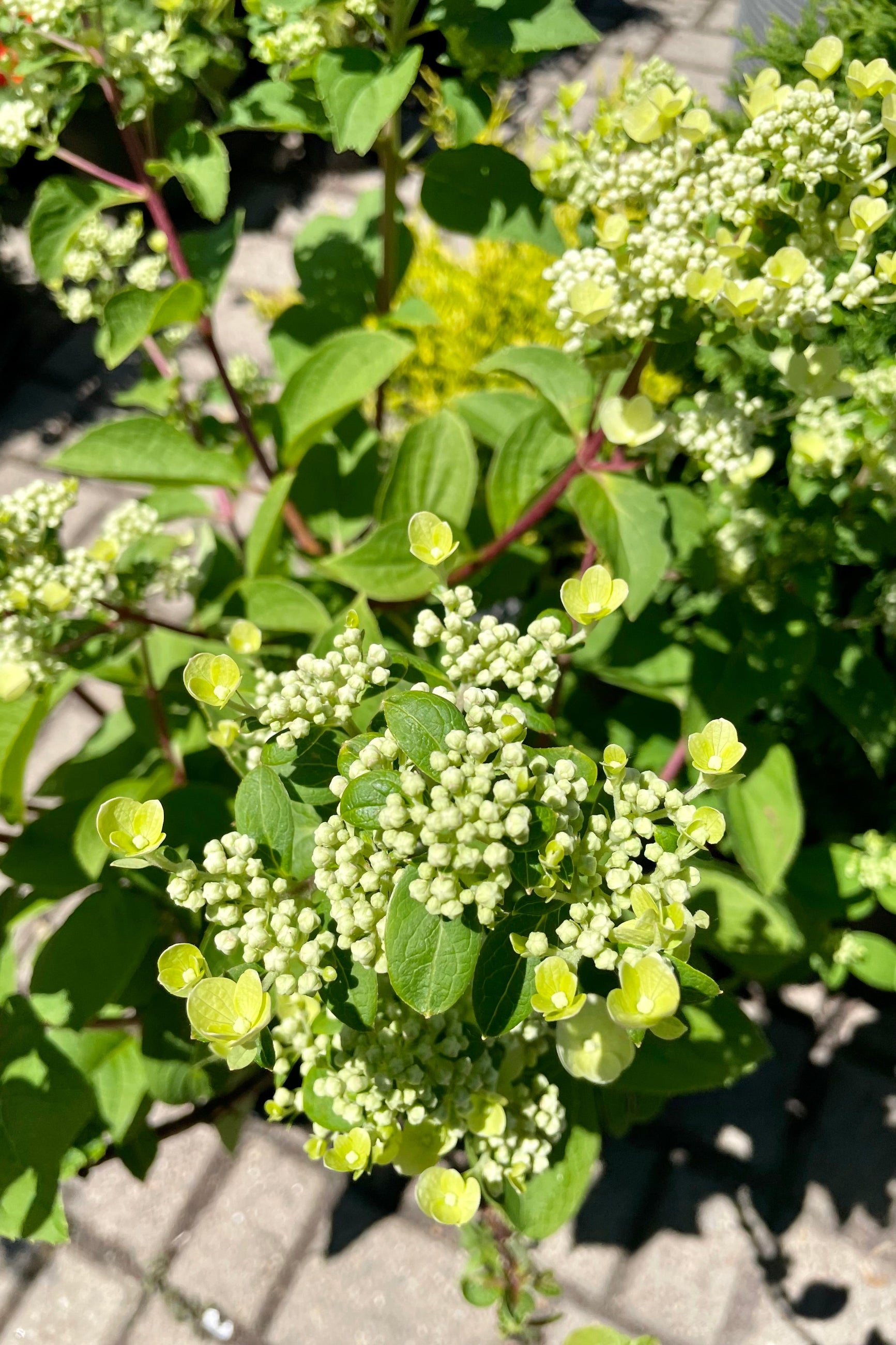Hydrangea 'Fire and Ice' in bud state mid June at Sprout-home ©Sprout Home