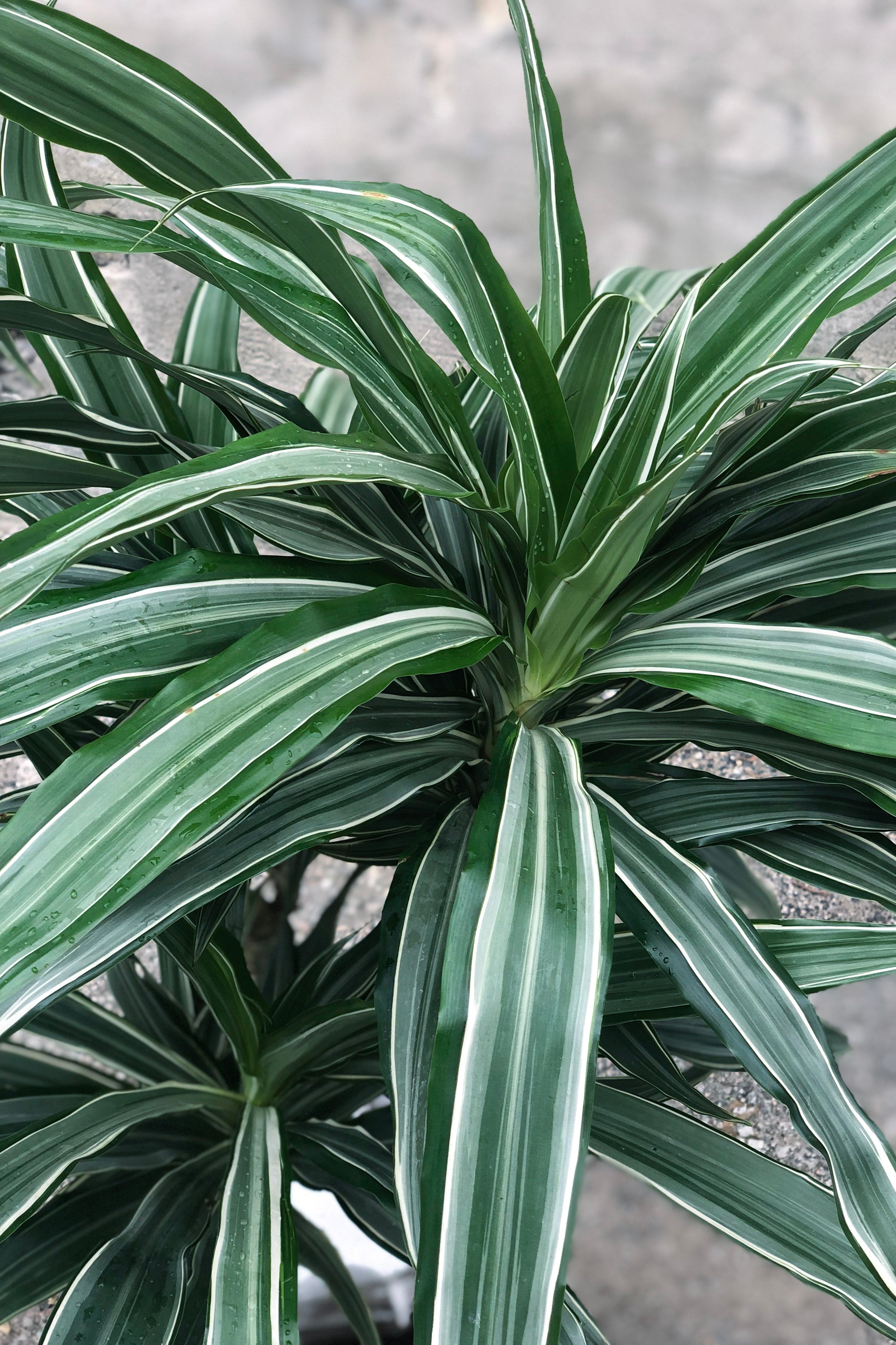 Close up of Dracaena deremensis 'Warneckii' cane foliage