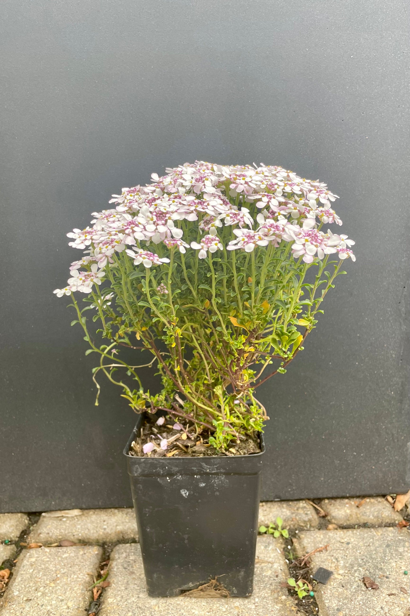 White with lilac centers flat topped blooms on top of green foliage stalks of the 1 quart Iberis 'Pink Ice' at the end of May in the Sprout-home Yard. ©Sprout Home