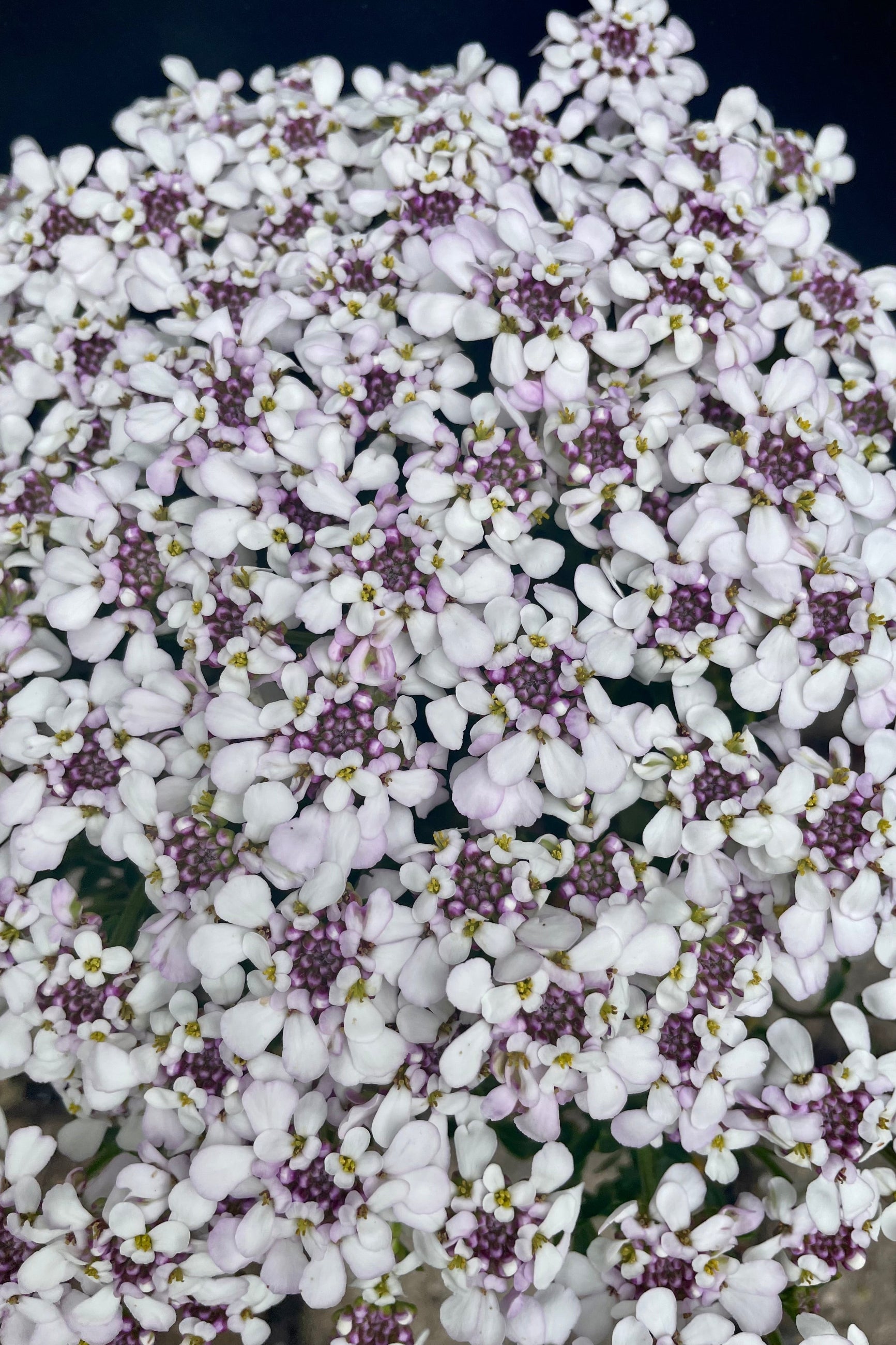 A detail picture showing the white with lilac centers flat topped blooms of the Iberis 'Pink Ice' at the end of May in the Sprout-home Yard.  ©Sprout Home