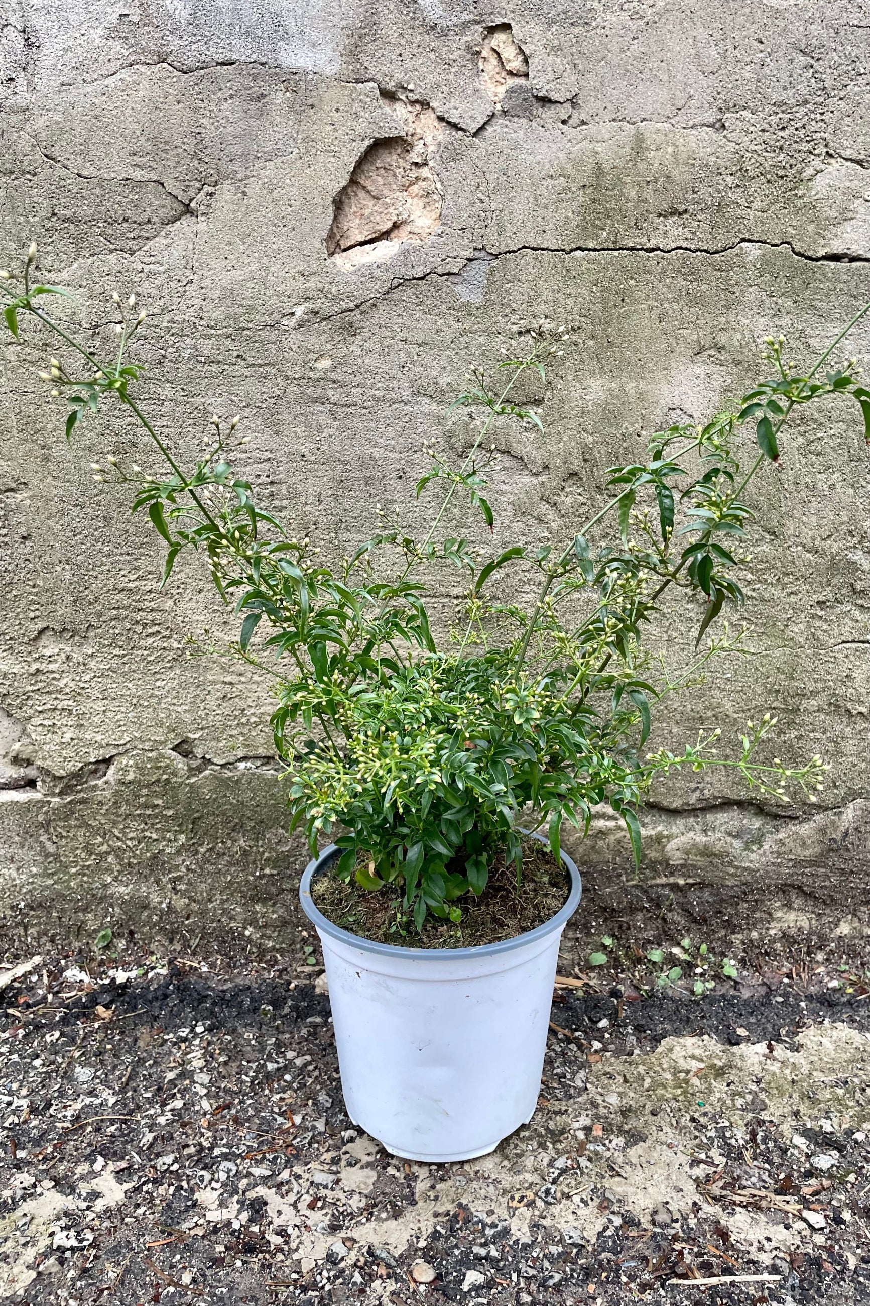 Jasminum polyanthum in a 6" growers pot against a concrete wall. 