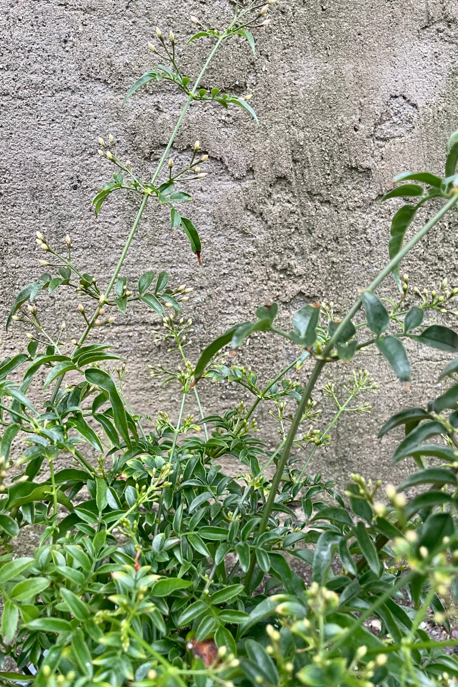Jasminum polyanthum detail picture in bud state.