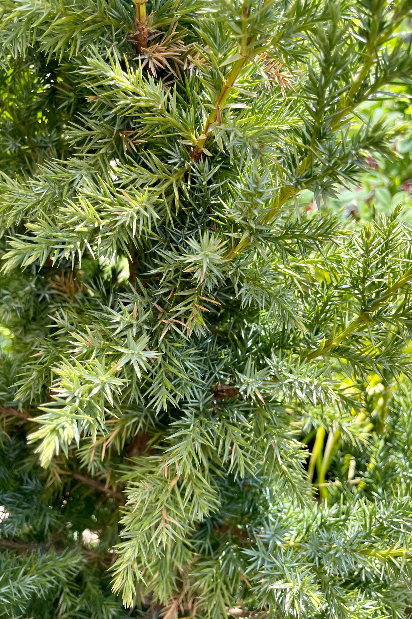 A detail picture of the blue green needles of the 'Star Power' Juniper the beginning of June at Sprout-home ©Sprout Home