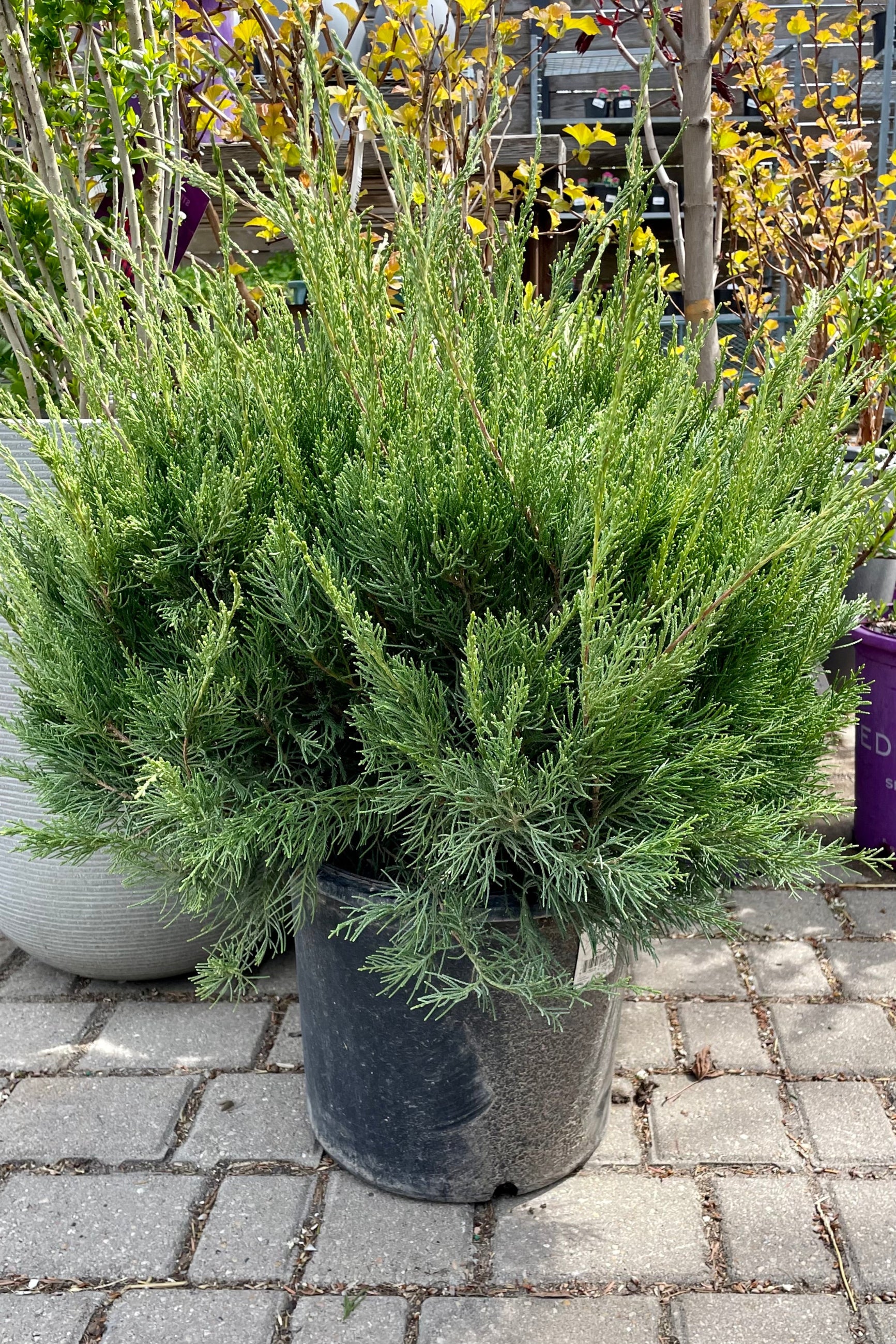 Juniperus 'Sea Green' in a #5 growers pot the middle of April showing the upright evergreen stems.    ©Sprout Home