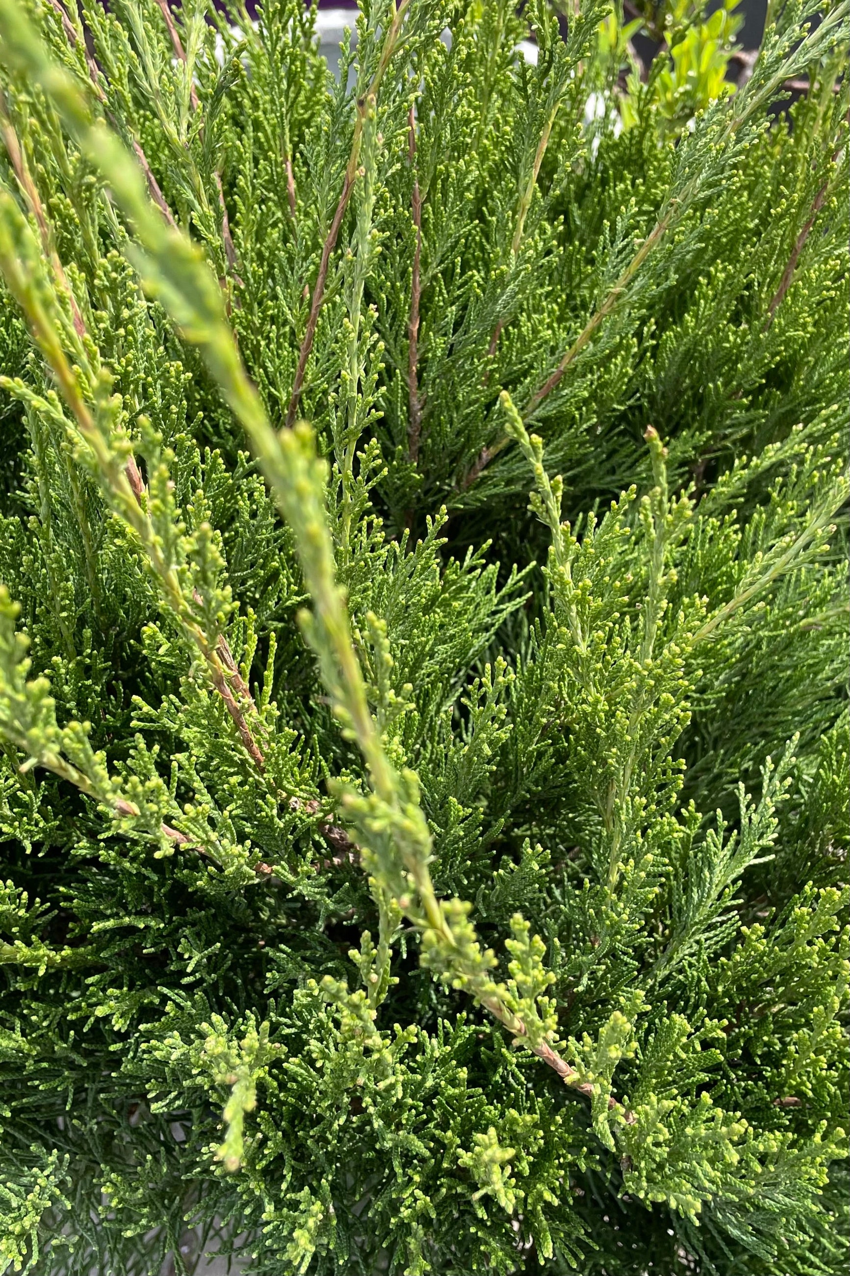The green soft evergreen foliage of Juniper 'Sea Green' up close.   ©Sprout Home