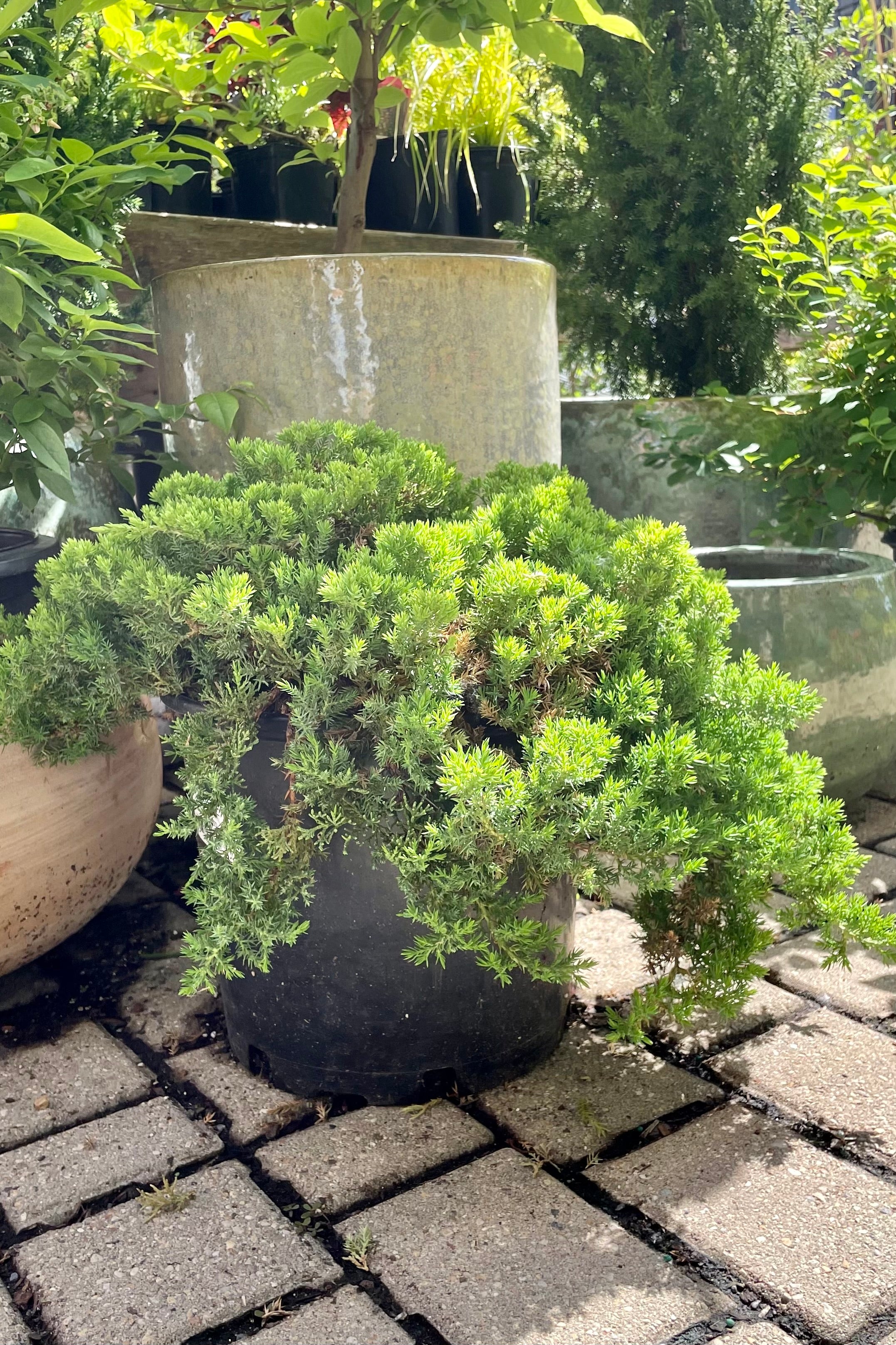 The #3 container of Juniperus 'Nana' shrub showing the short blue green needles on trailing limbs surrounded buy other nursery stock at Sprout-home the beginning of June. 
