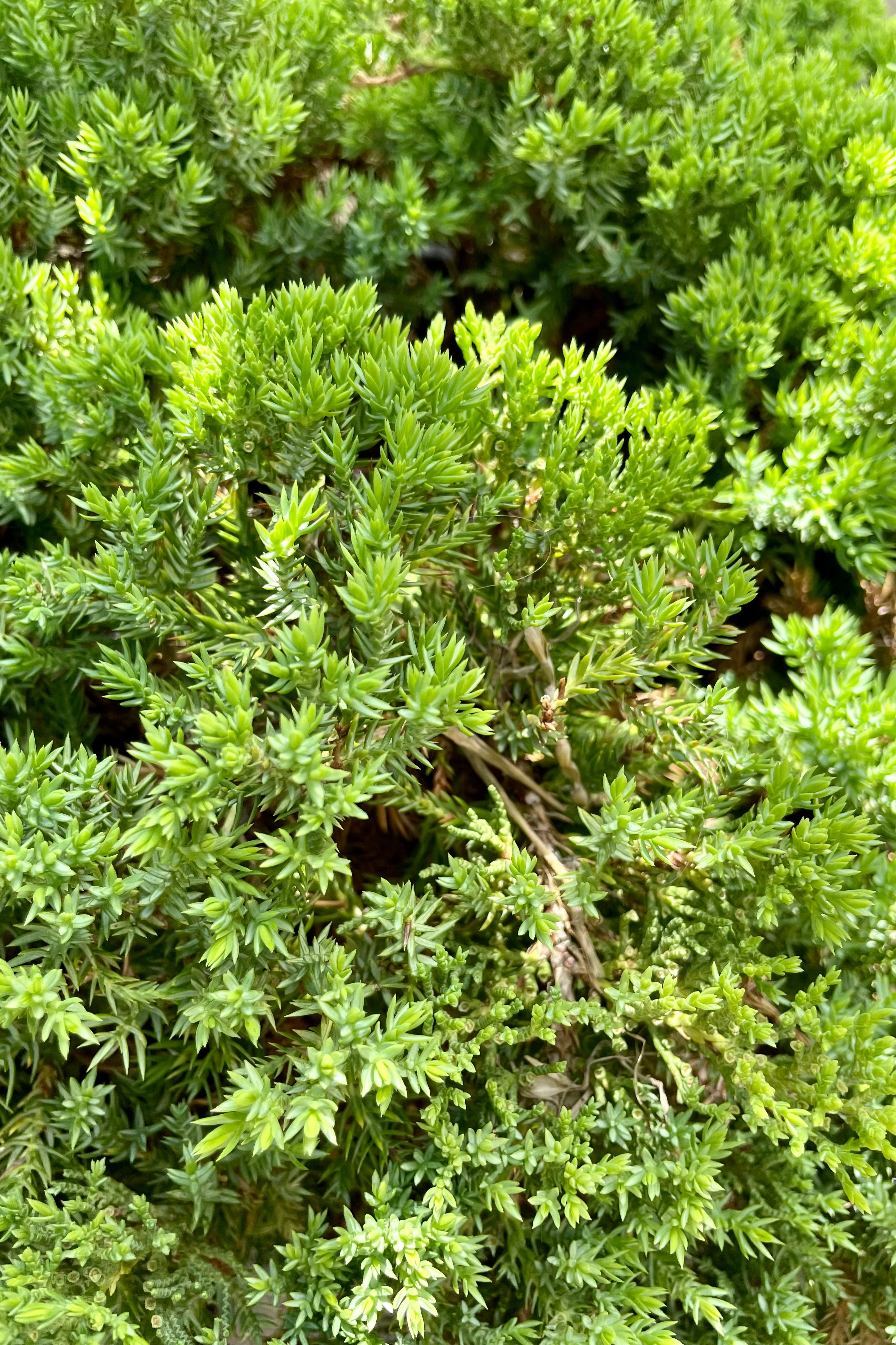 A close up shot of the green short needles of the Juniperus 'Nana' shrub the beginning of June at Sprout-home