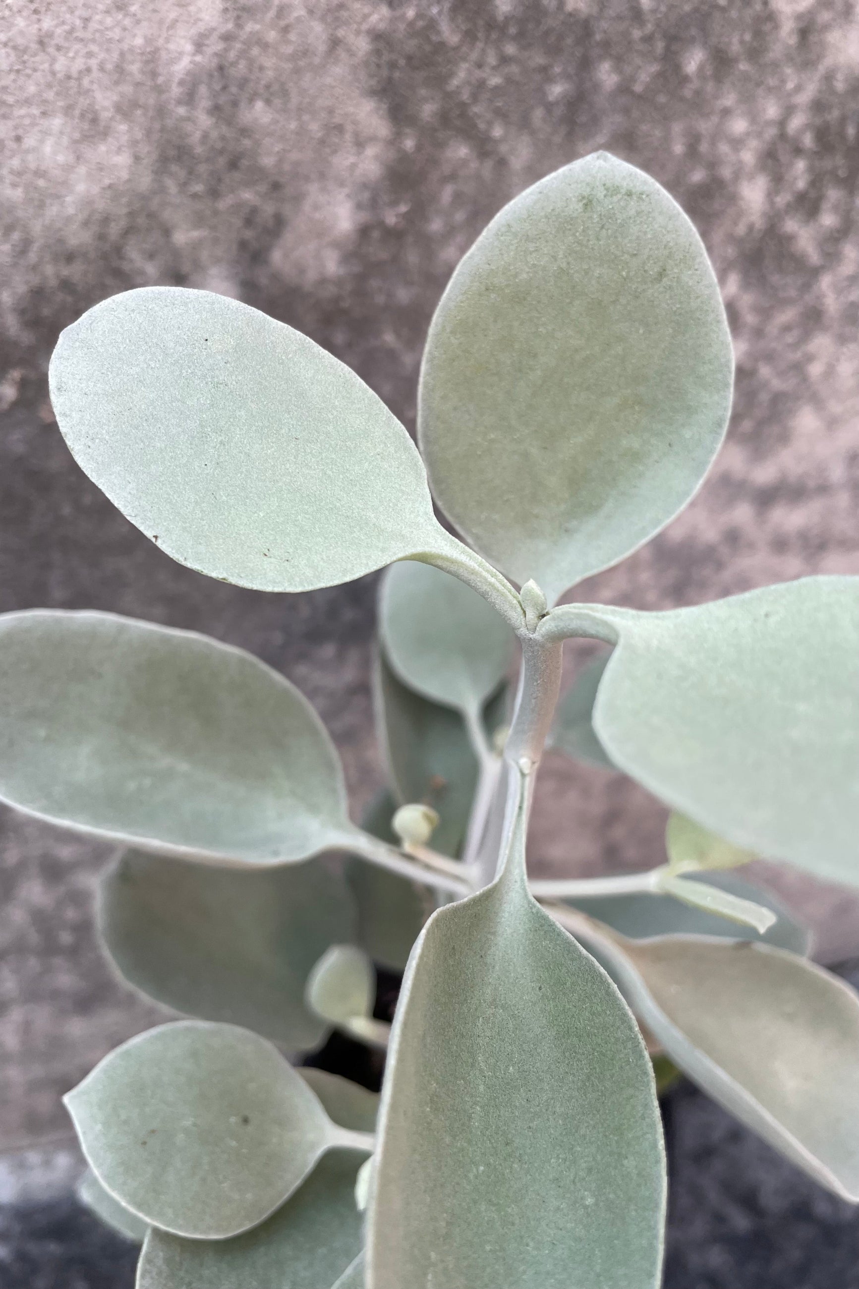 The Kalanchoe bracteata sports fuzzy, oval leaves with a pale blue color