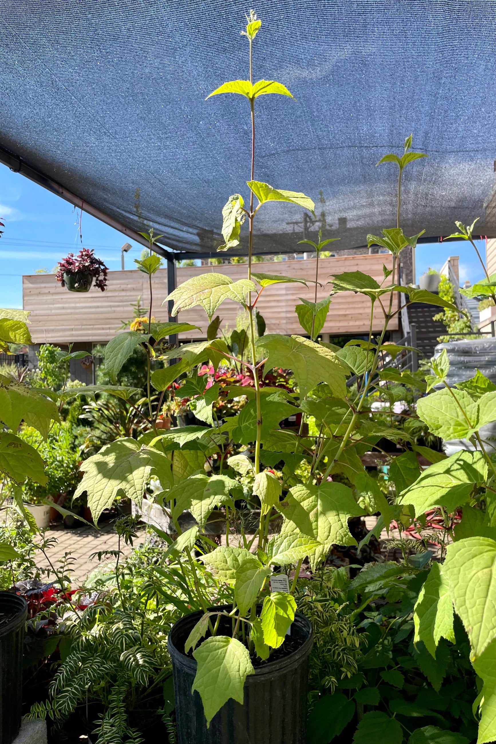 Kirengeshoma palmata perennial at the end of June showing the green maple like leaves at Sprout-home. ©Sprout Home