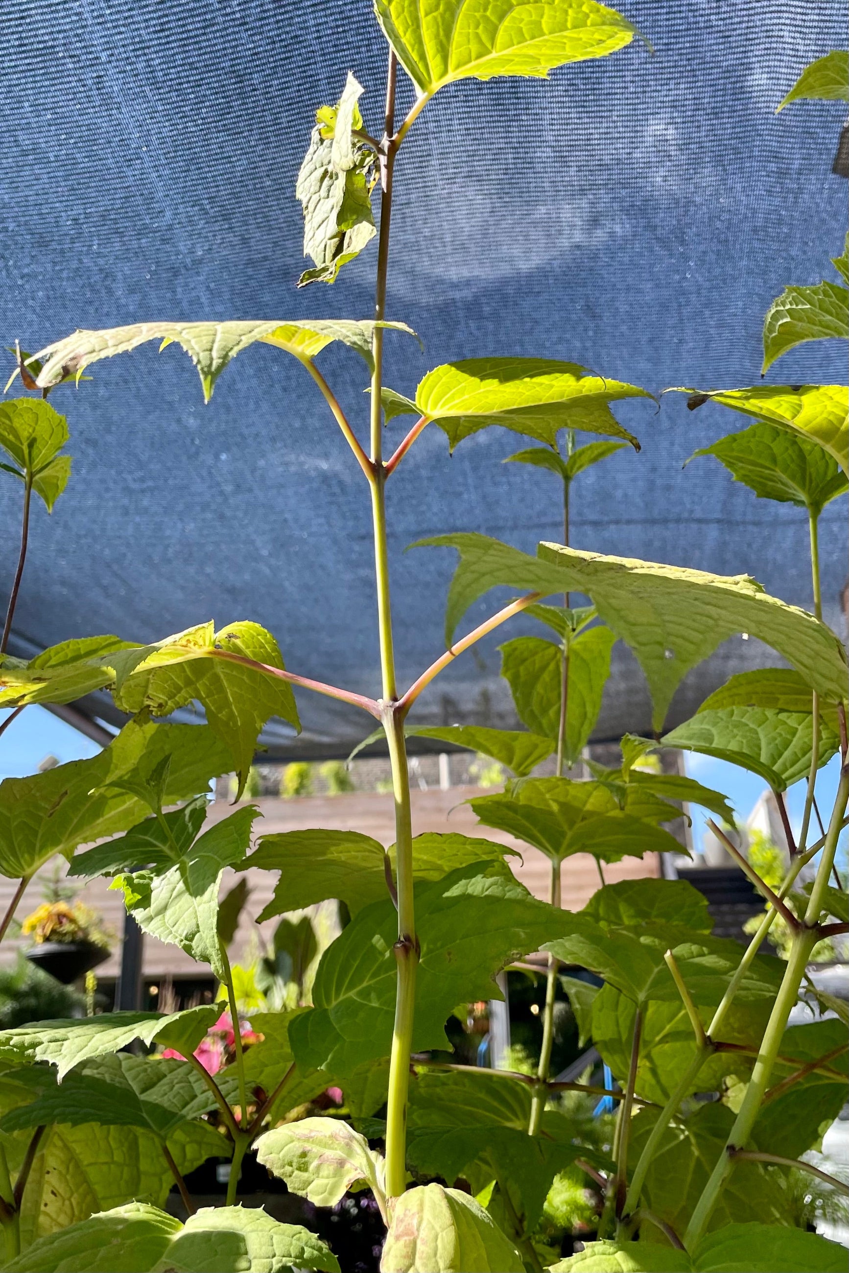 The top of the Kirengeshoma palmate plant showing the maple like leaves the end of June at Sprout-home ©Sprout Home