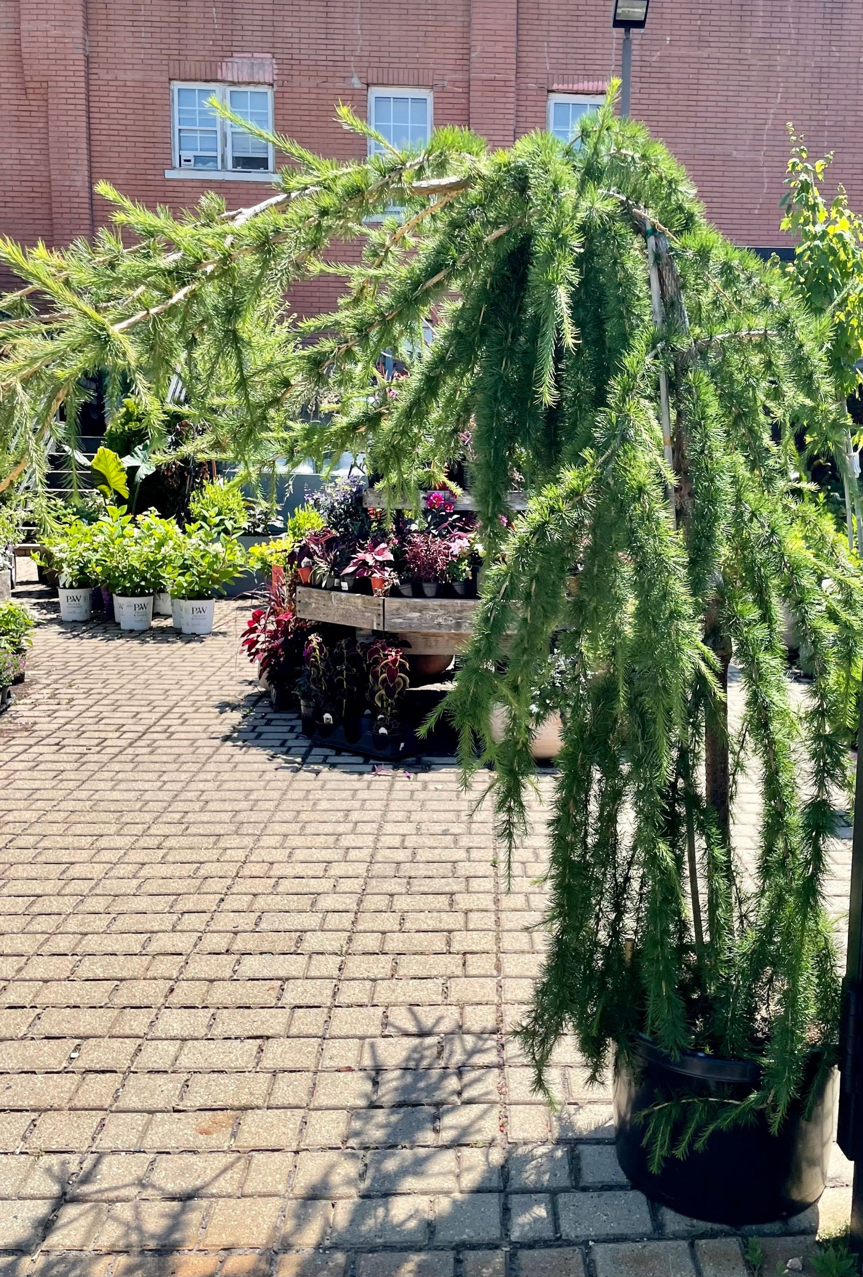 Larix decidua 'Varied Directions' tree in a #10 growers pot showing the weeping limbs in the Sprout-home yard the end of June. ©Sprout Home