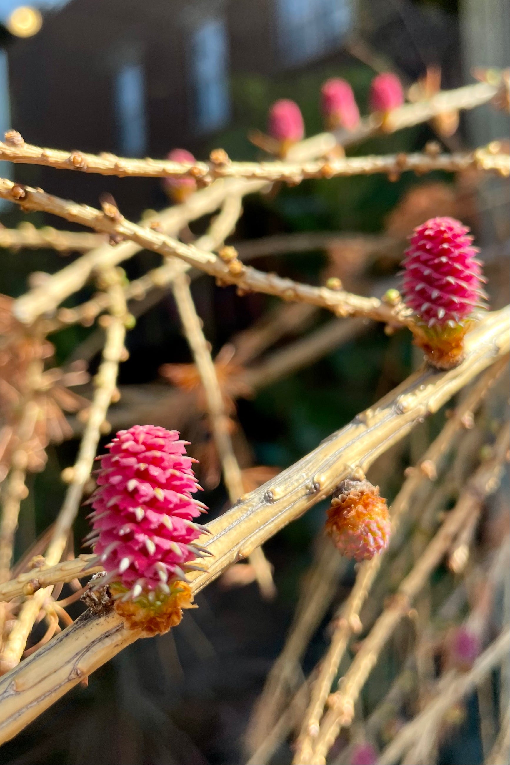 Bright purple pink cones on the Larix 'Varied Directions'  in early spring before the needles pop out.  ©Sprout Home