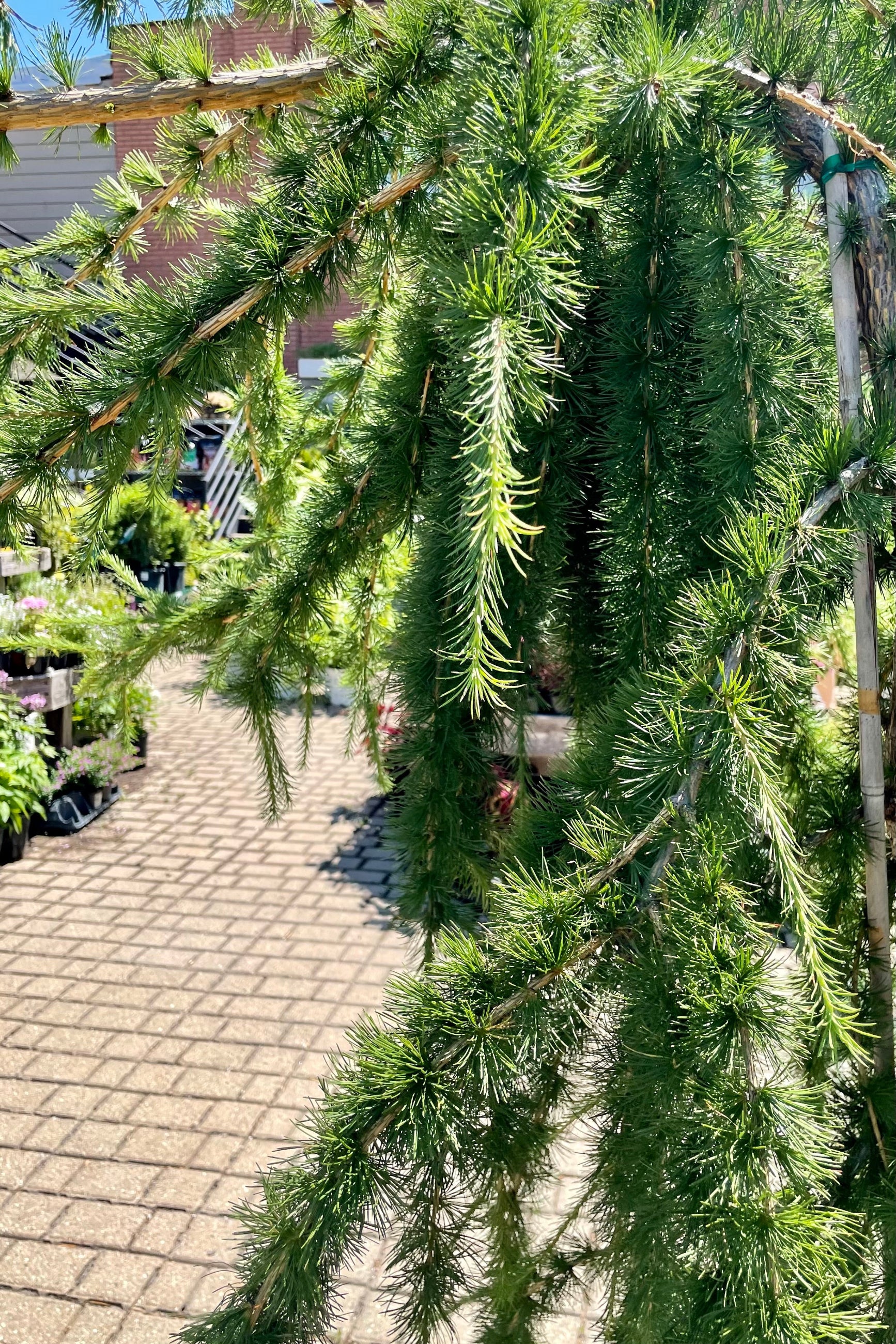 Detail picture of the weeping limbs with green decisions needles of the Larix decidua 'Varied Directions' tree at Sprout-home the end of June in the yard. ©Sprout Home