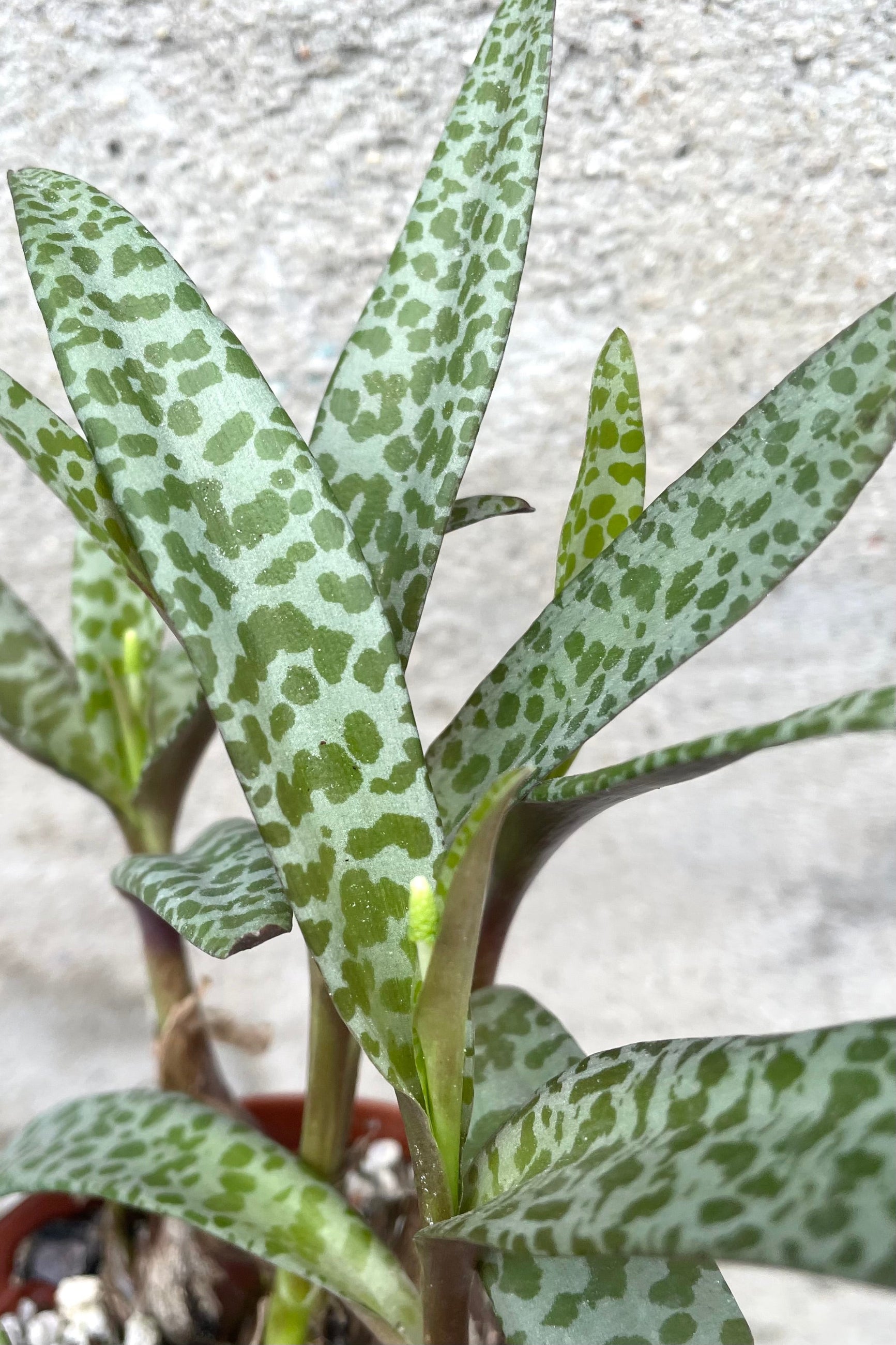 A detailed view of Ledebouria socialis 4" against concrete backdrop