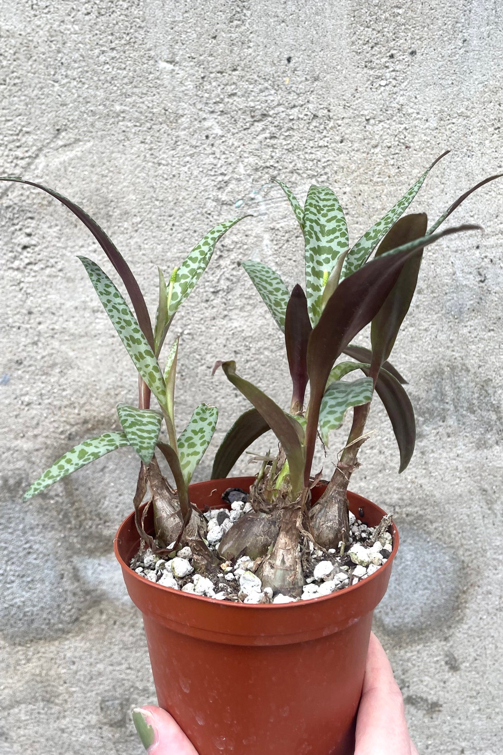 A hand holds LEdebouria socialis 4" in grow pot against concrete backdrop