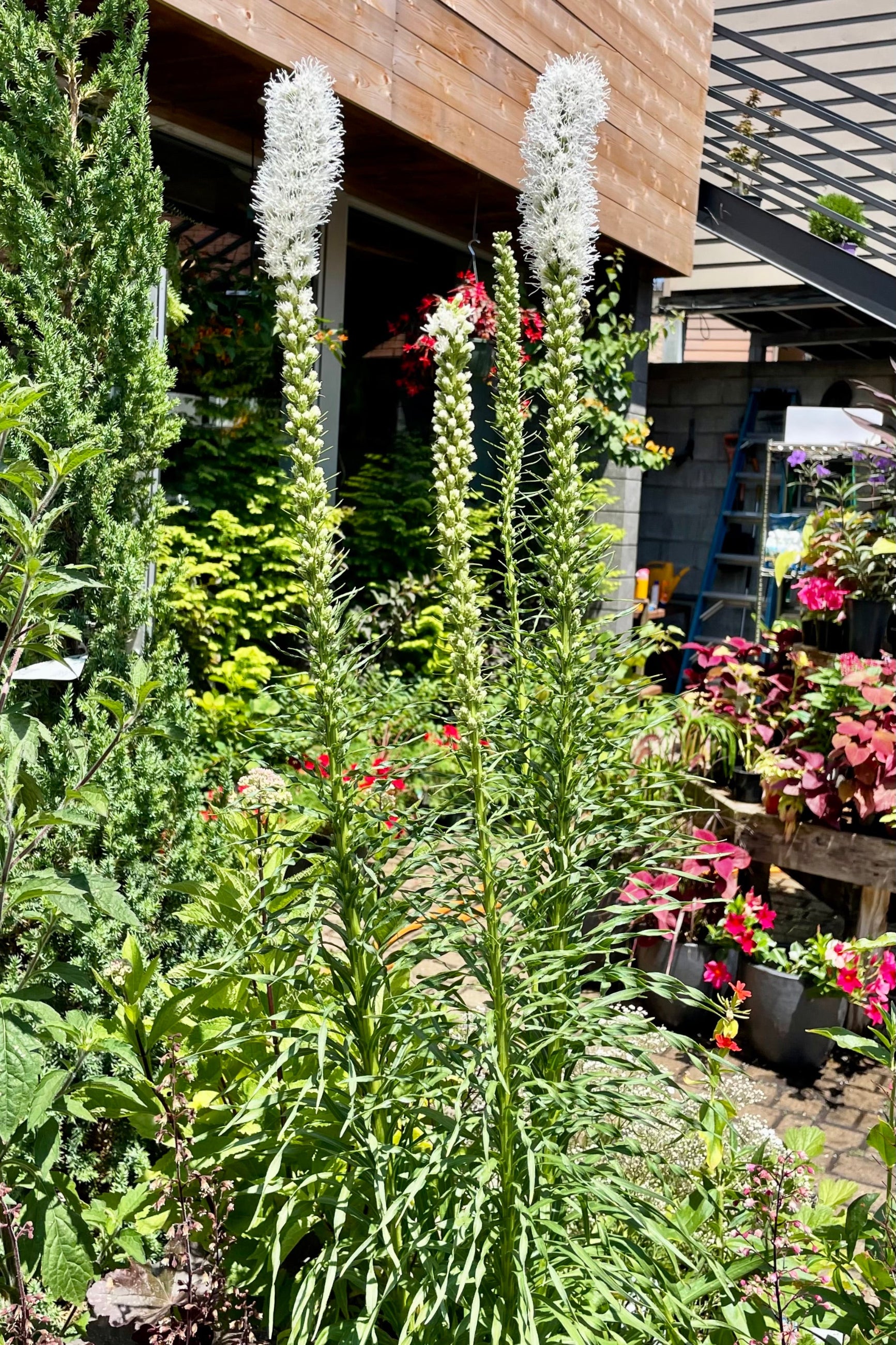 Liatris 'Floristan White' in a #1 pot sitting amongst other plants in the Sprout-home yard in full bloom with its white flower spikes at Sprout-home. ©Sprout Home