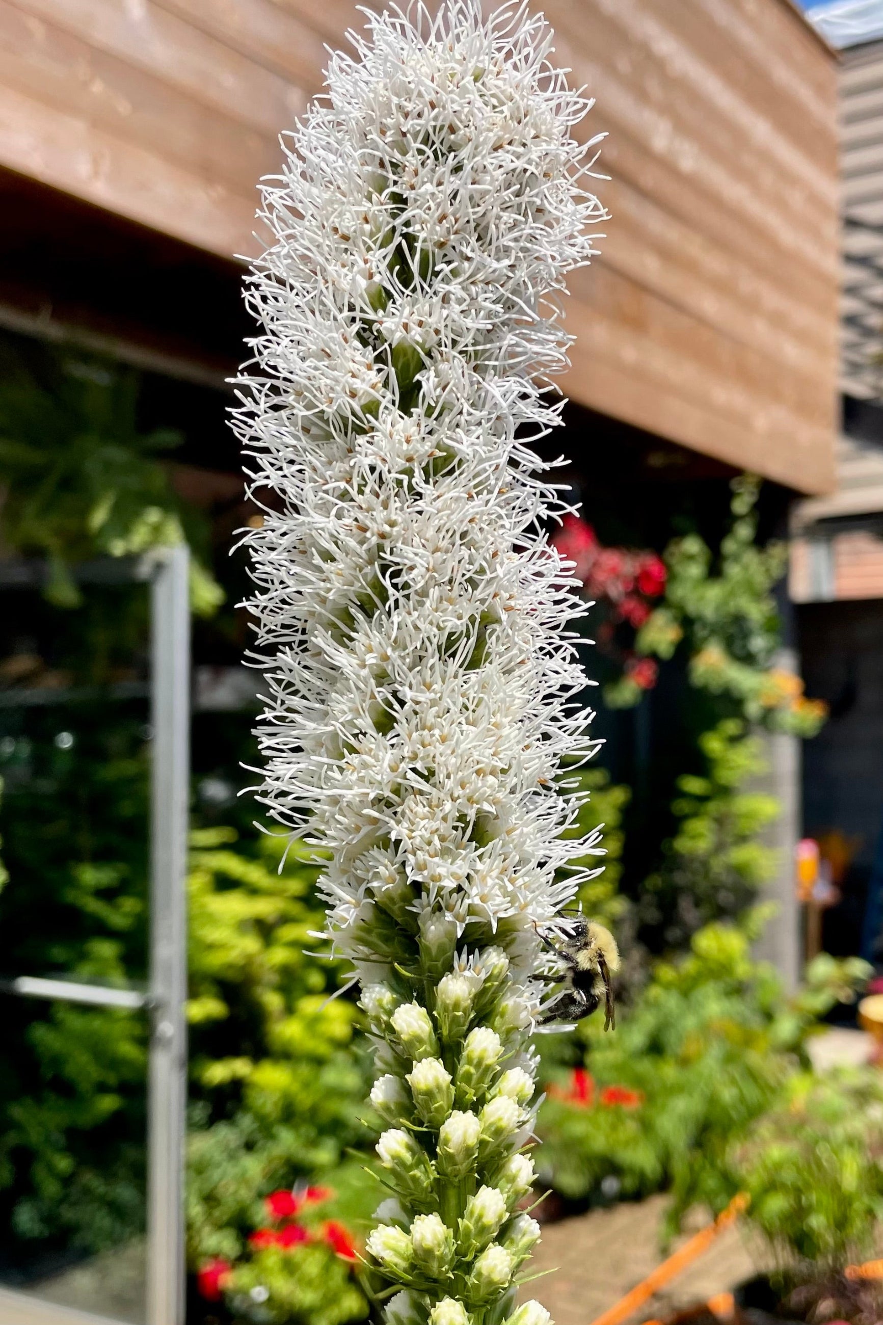 Liatris 'Floristan White' in full bloom showing the white flower spike with a building in the background mid July at Sprout-home.  ©Sprout Home