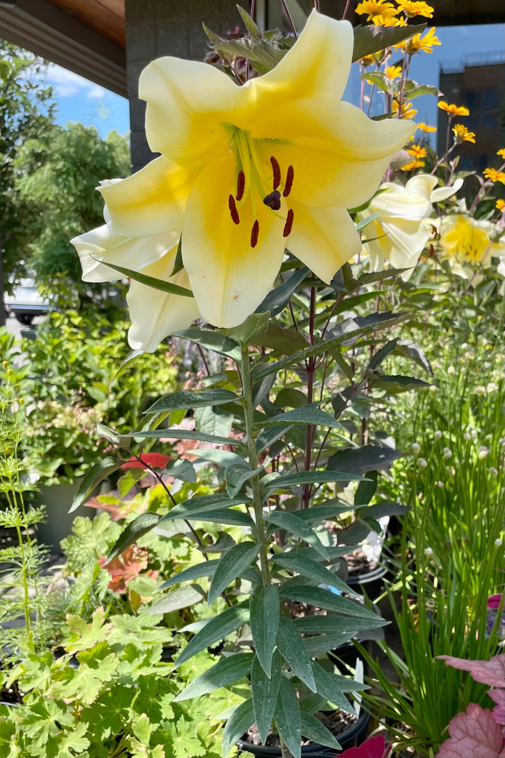 Lilium 'Conca D'or' in bloom with its yellow flowers in a #1 growers pot mid July at Sprout-home.  ©Sprout Home