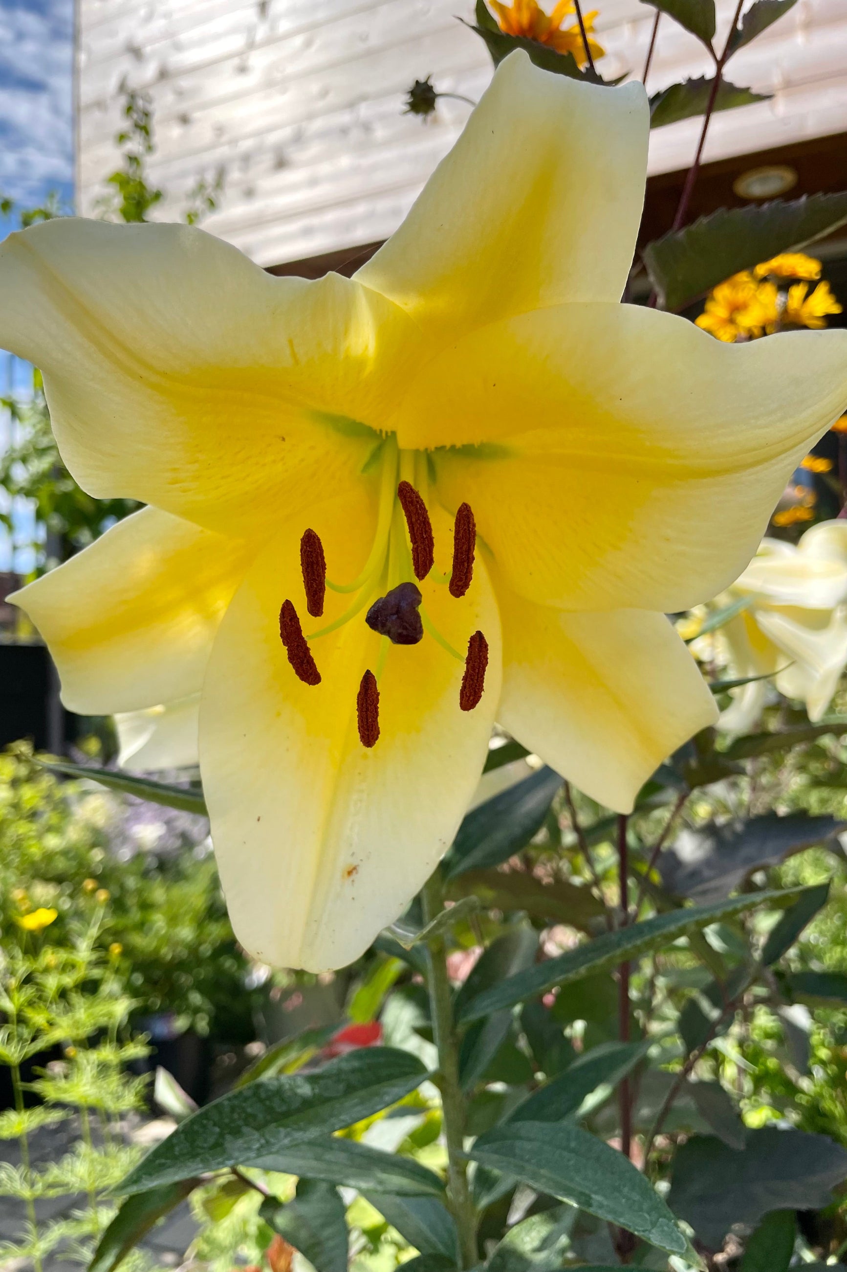 The huge yellow bloom of the Lilium 'Conca D'or' lily mid July at Sprout-home. ©Sprout Home