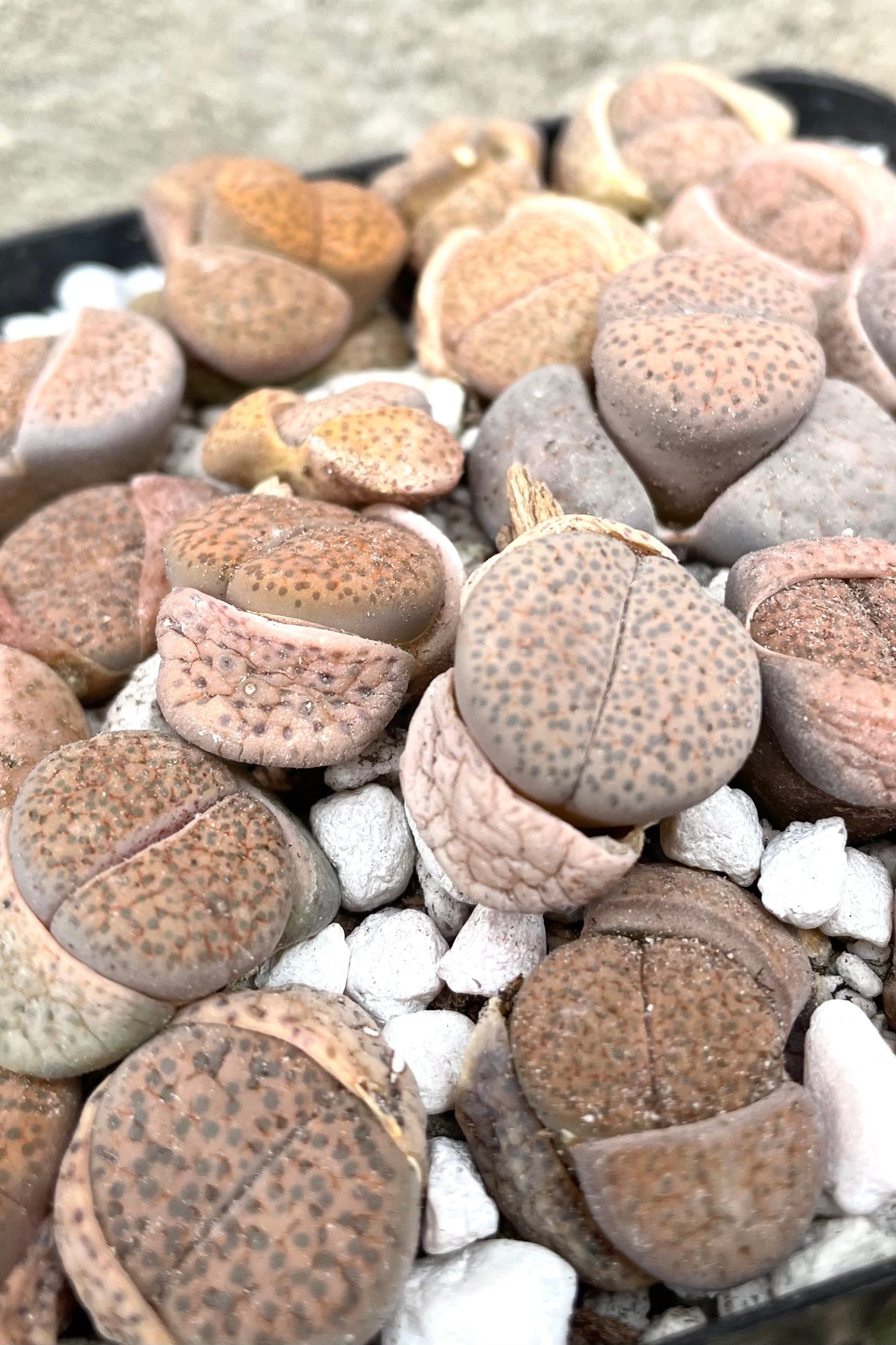 A detailed view of Lithops 4" against concrete backdrop