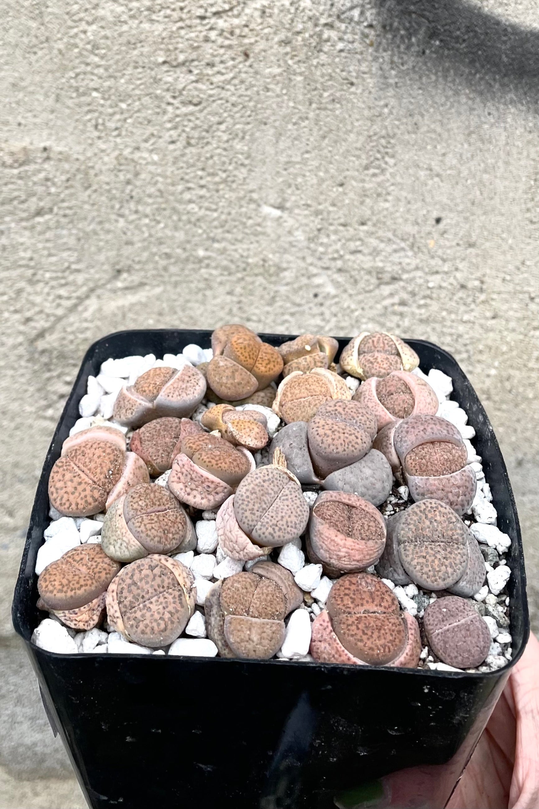 A hand holds Lithops 4" in grow pot against concrete backdrop