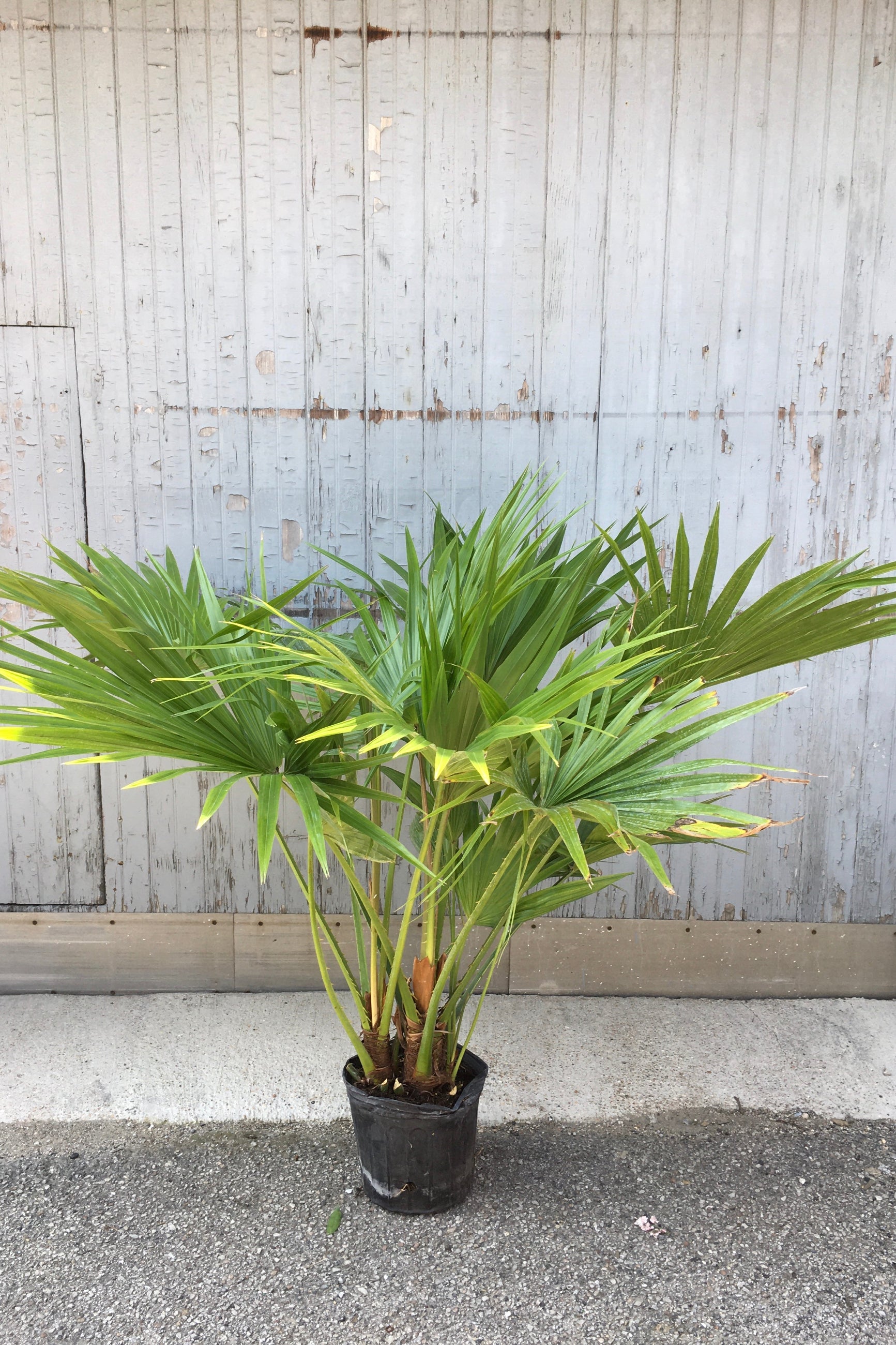 Livistona chinensis plant in a 10" growers pot.