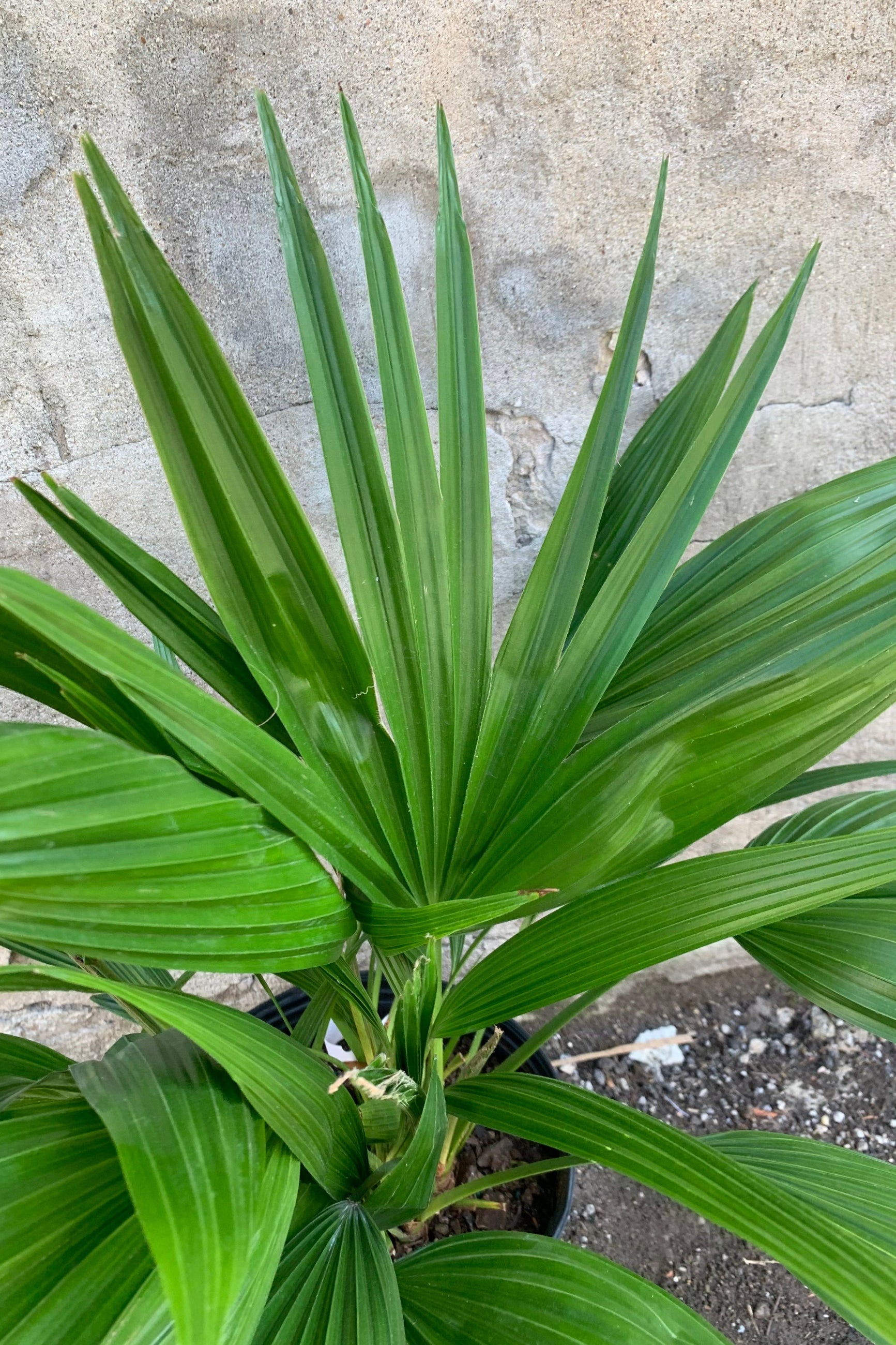 Detail of a Livistonia Fan Palm against a concrete wall. 