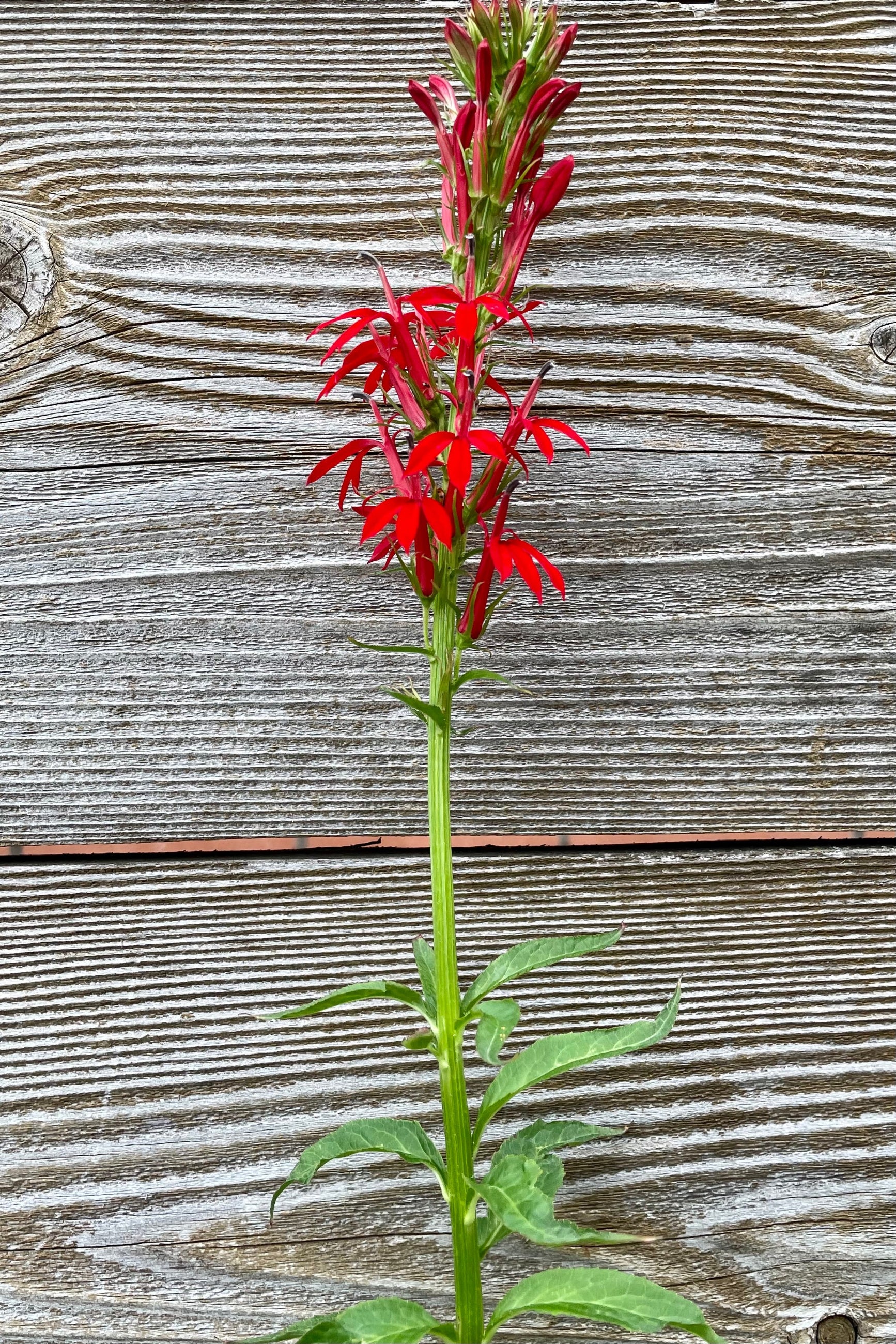 The bright cardinal red bloom of Lobelia cardinalis against a wood fence mid July at Sprout-home. ©Sprout Home