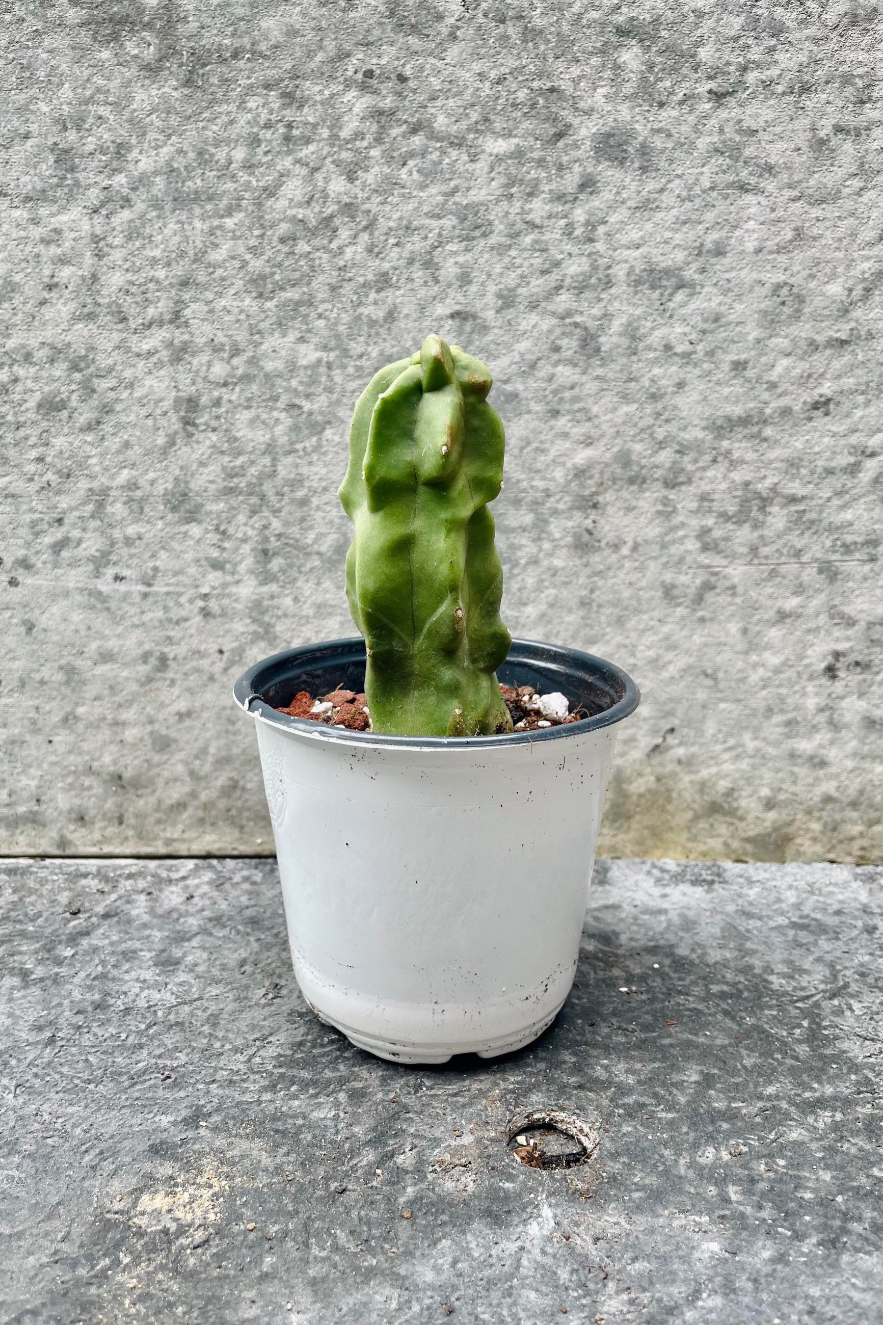 The Lophocereus schottii monstrose 'Totem Pole Cactus" sits in a 4.5 inch growers pot against a grey backdrop.
