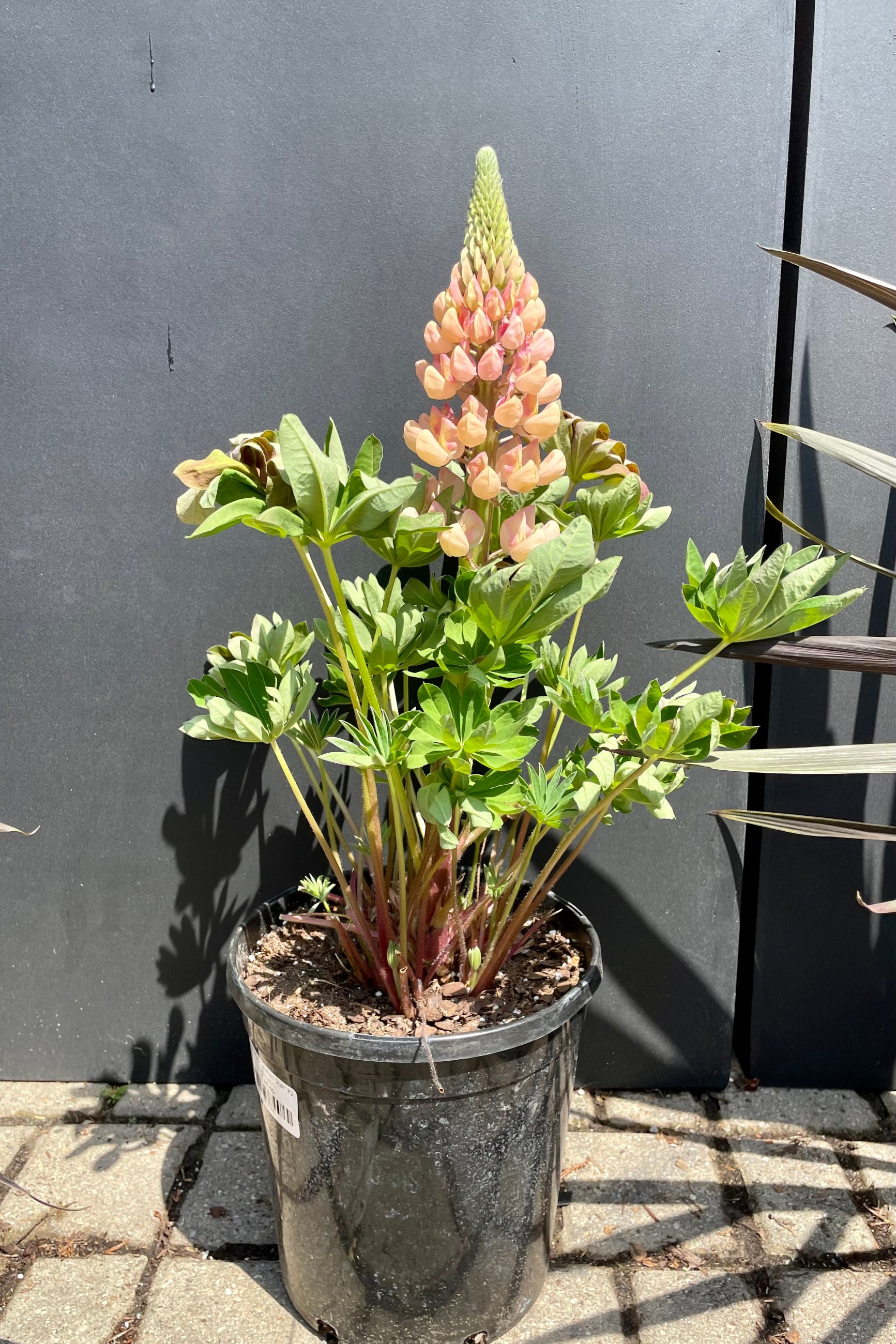 #2 pot size of Lupinus 'Salmon Star' in bloom middle of May showing the apricot pink hues of the flower against a black backdrop at Sprout-home. ©Sprout Home