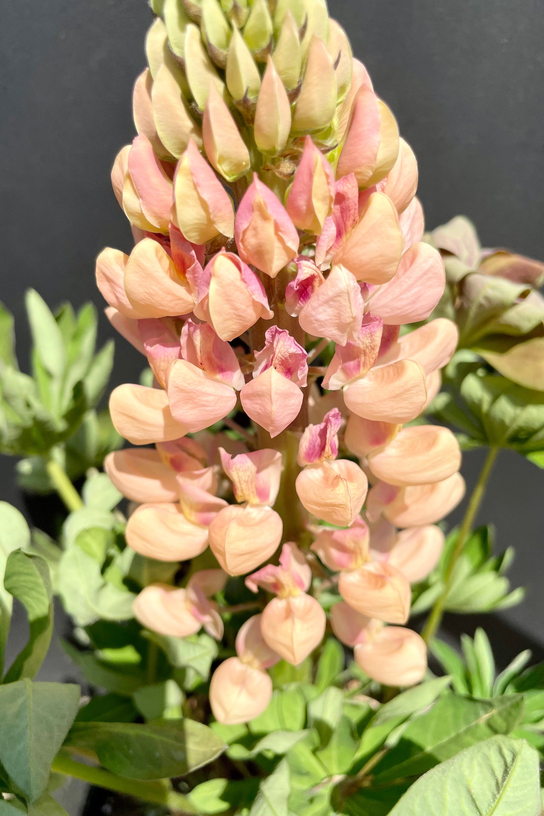 Lupinus 'Salmon Star' in bloom with various shades of apricot and pink flowers in the middle of May at Sprout-home. ©Sprout Home