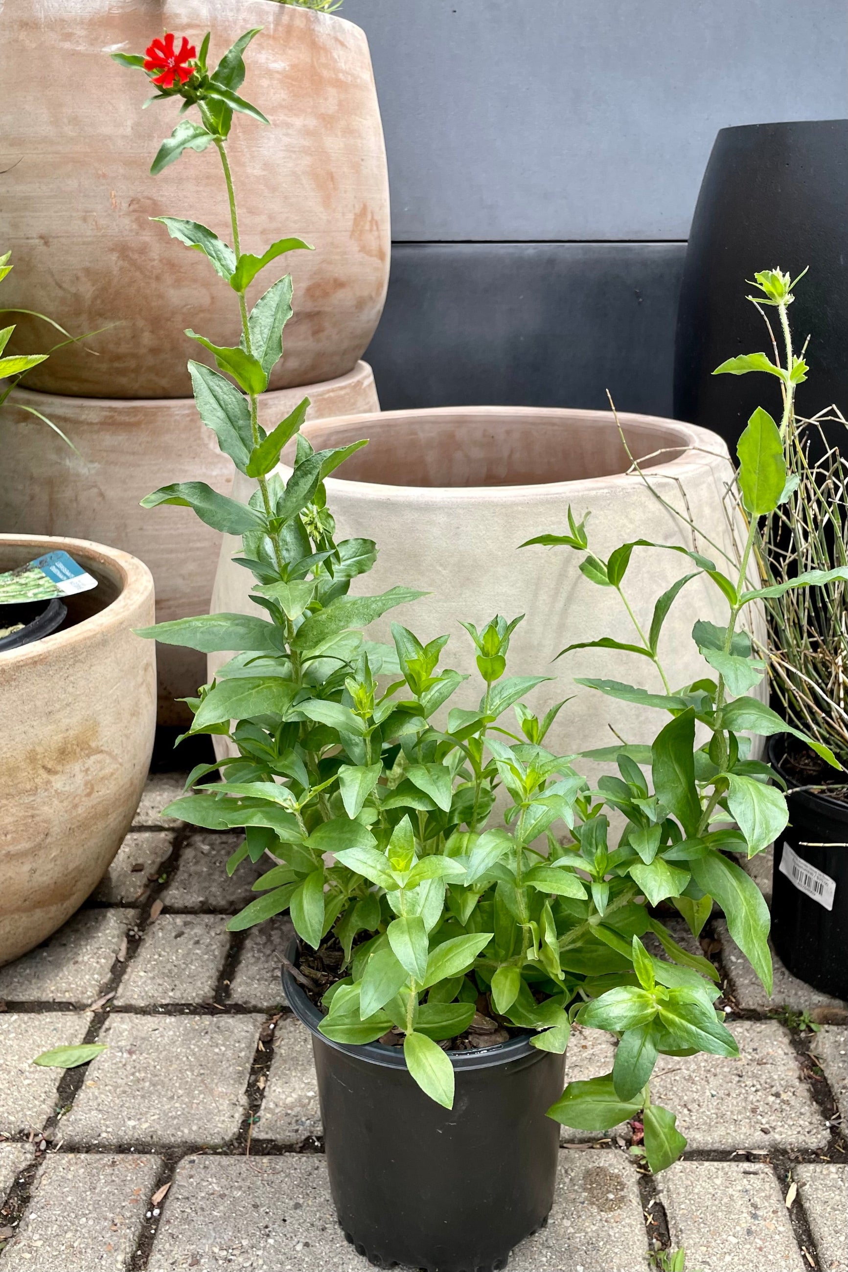 #1 container of Lychnis chalcedonica in bloom mid June showing the deep bright orange flower above green foliage in front of ceramic containers at Sprout-home. ©Sprout Home