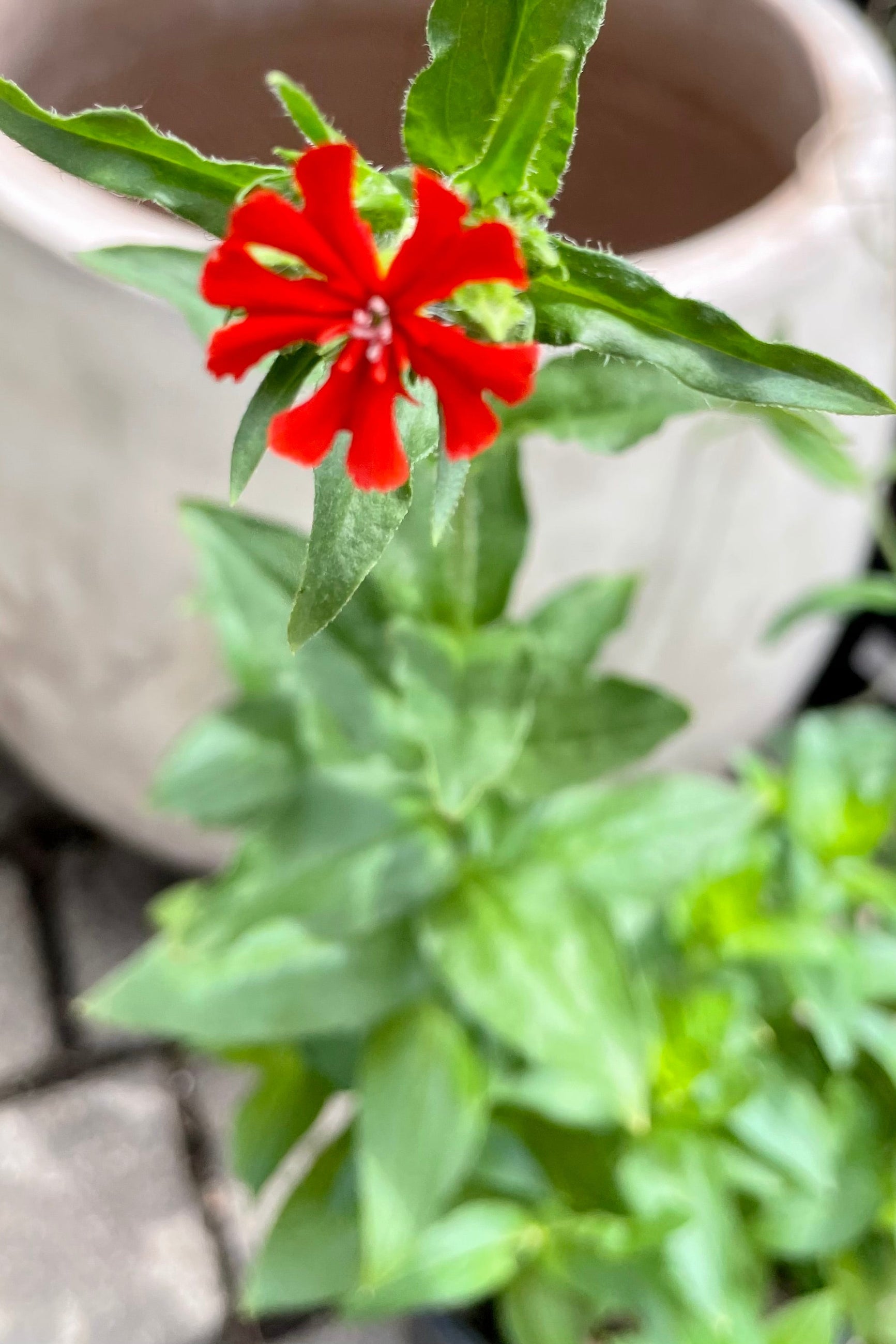 The deep orange flower of the Lychnis chalcedonica "Maltese Cross" up close with a blurred background of foliage and pot in mid June at the Sprout-home yard. ©Sprout Home