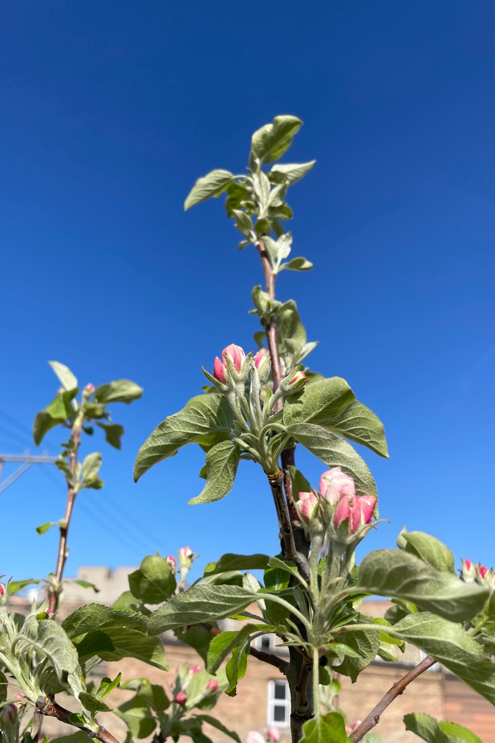 The flower buds of the Malus 'McIntosh' mid April against the blue sky at Sprout-home. ©Sprout Home