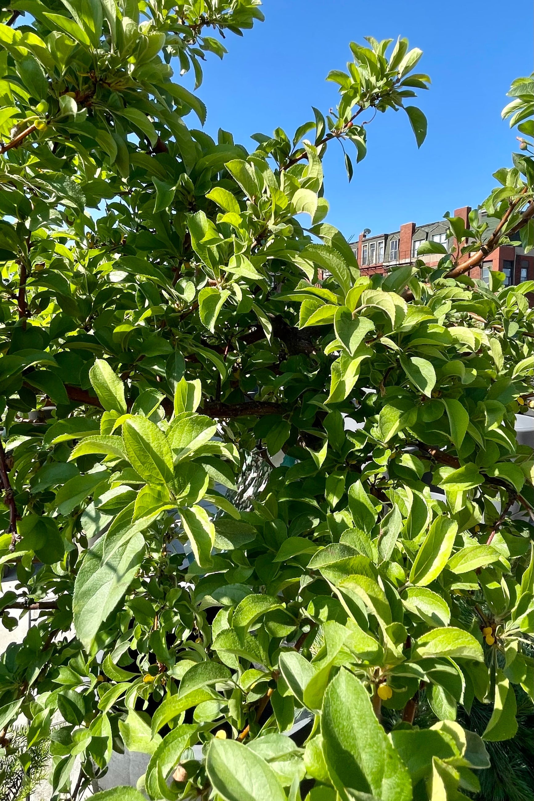Malus 'Tina' crabapple detail of the green leaves after bloom with the blue sky background at the end of June at Sprout-home.  ©Sprout Home