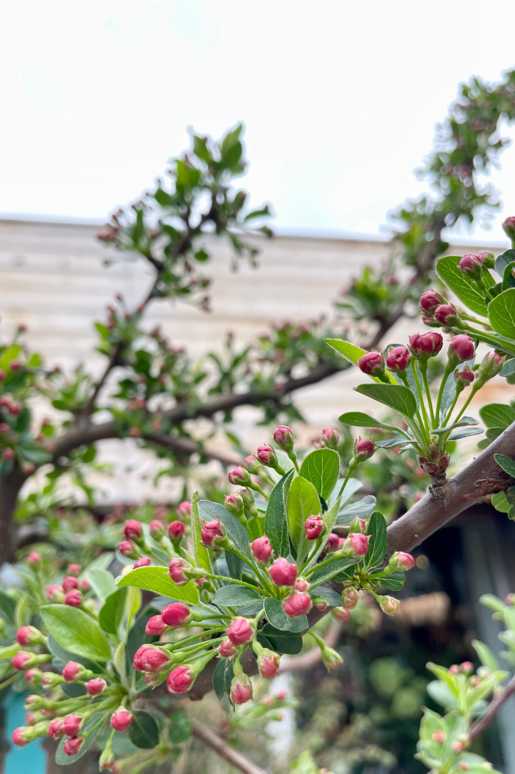 Malus 'Tina' showing the pink buds about to open the middle of April at Sprout-home.   ©Sprout Home