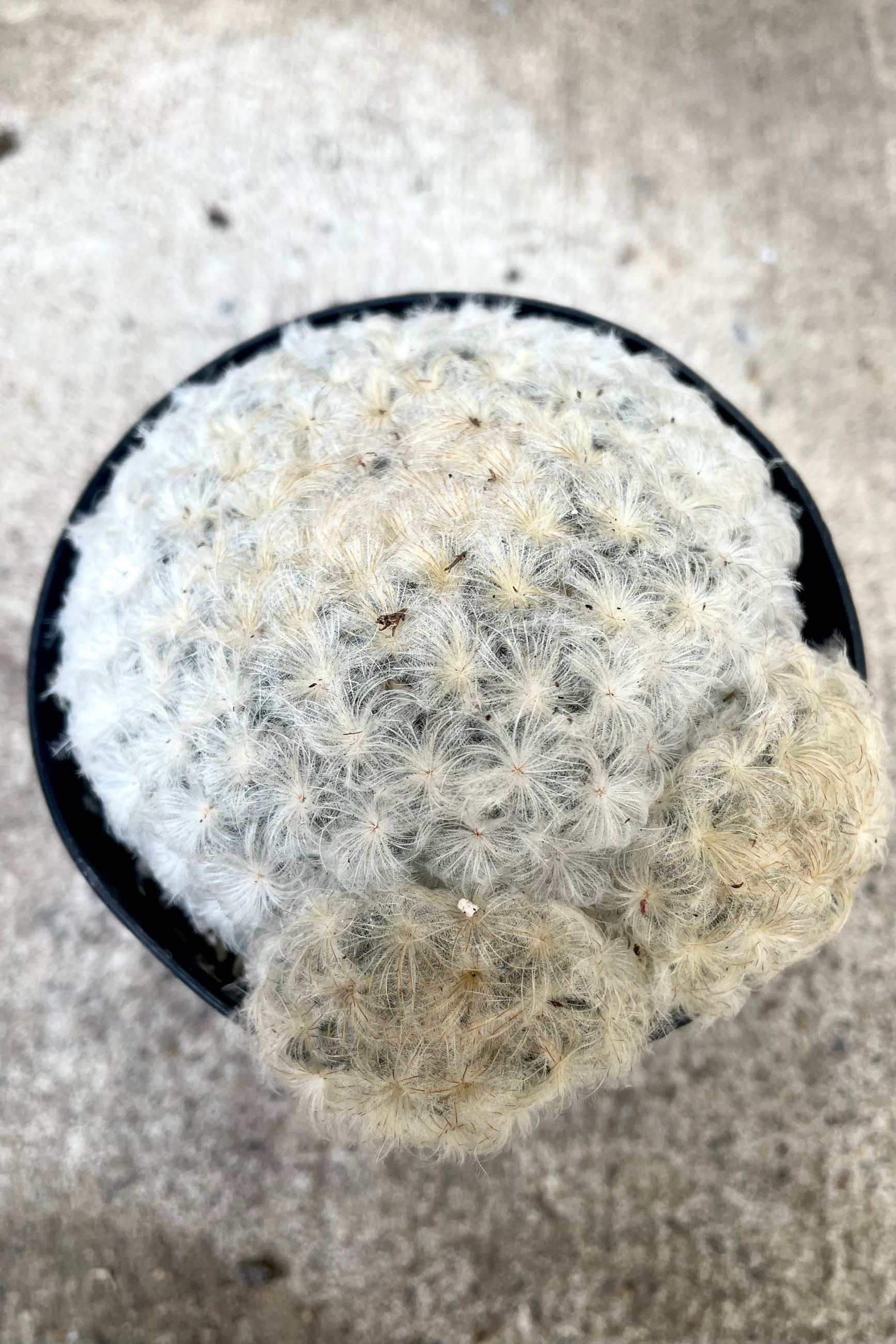 An overhead view of Mammillaria plumosa 3.5" against concrete backdrop