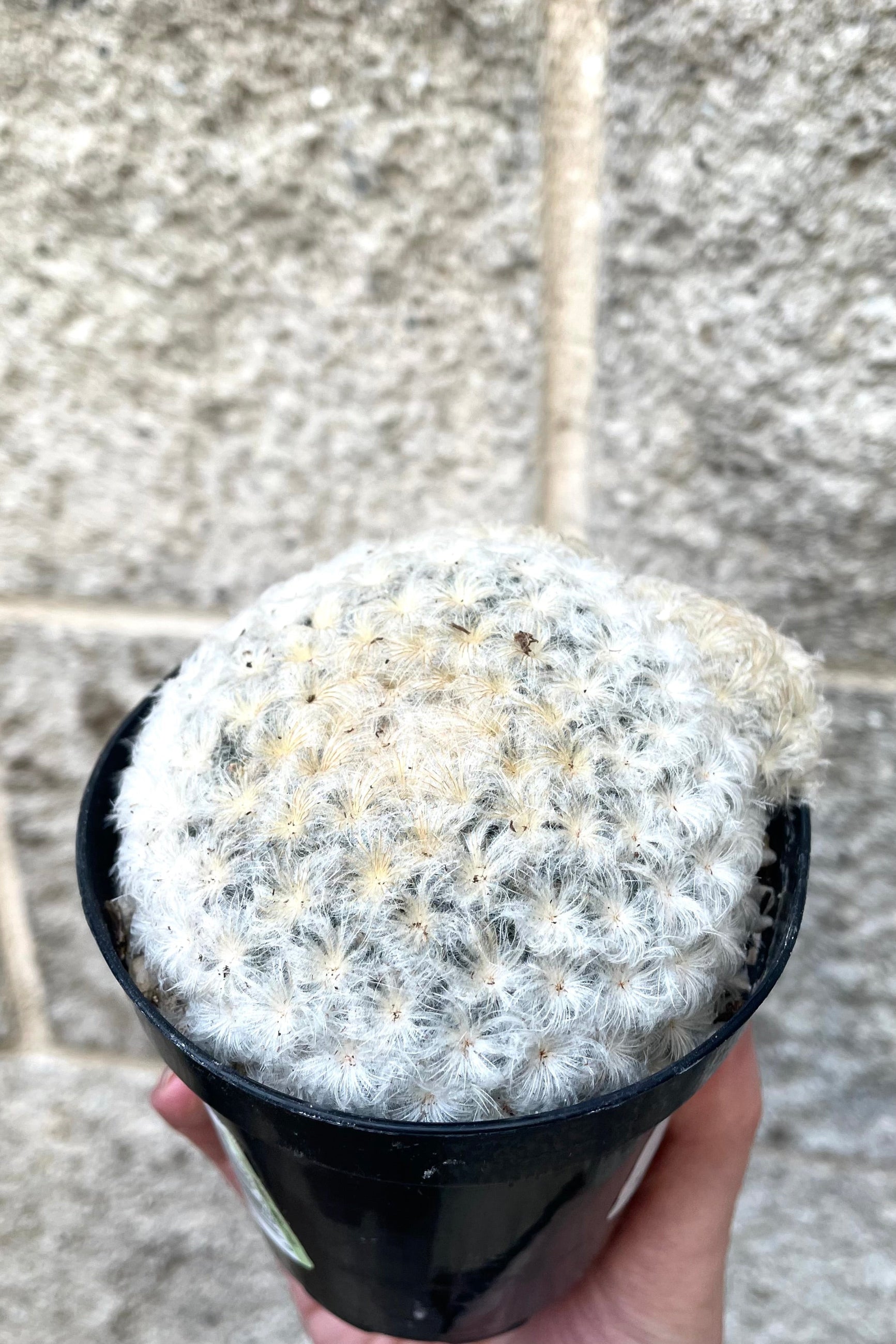 A hand holds Mammillaria plumosa 3.5" in grow pot against concrete backdrop