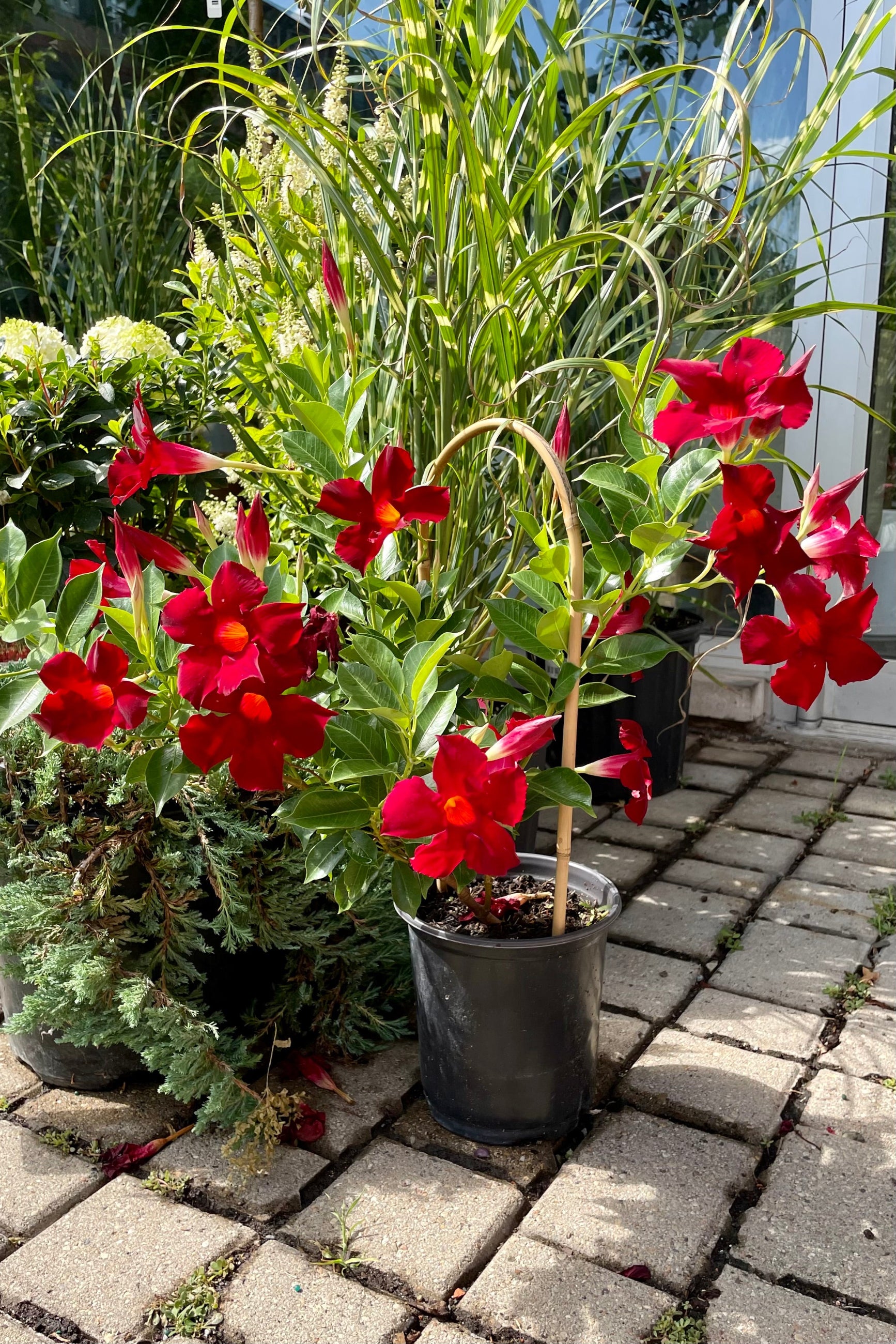 #1 size growers pot of red Mandevilla with a hoop blooming in mid July at Sprout-home. ©Sprout Home