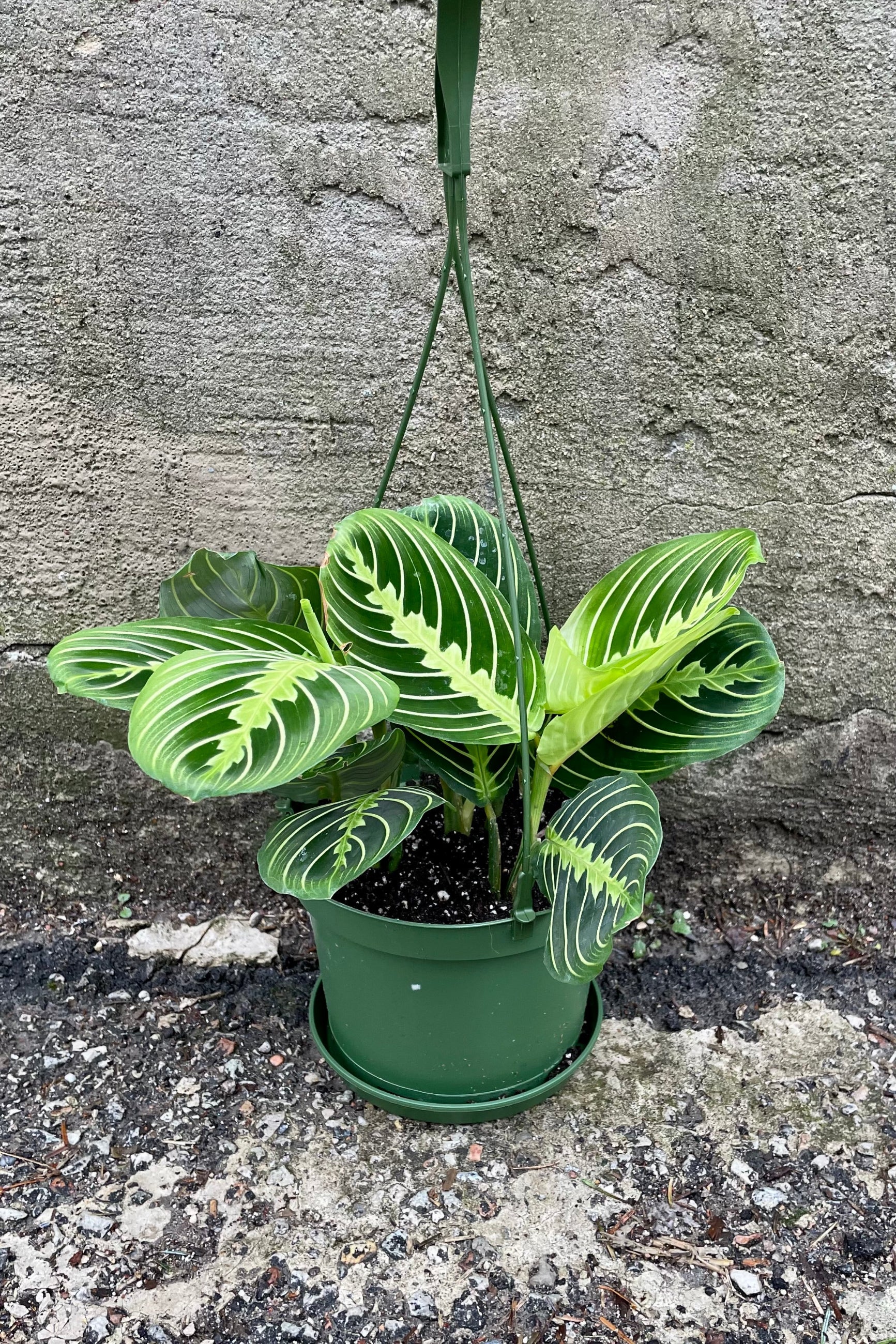Maranta "Prayer Plant{" in a 6" growers pot.