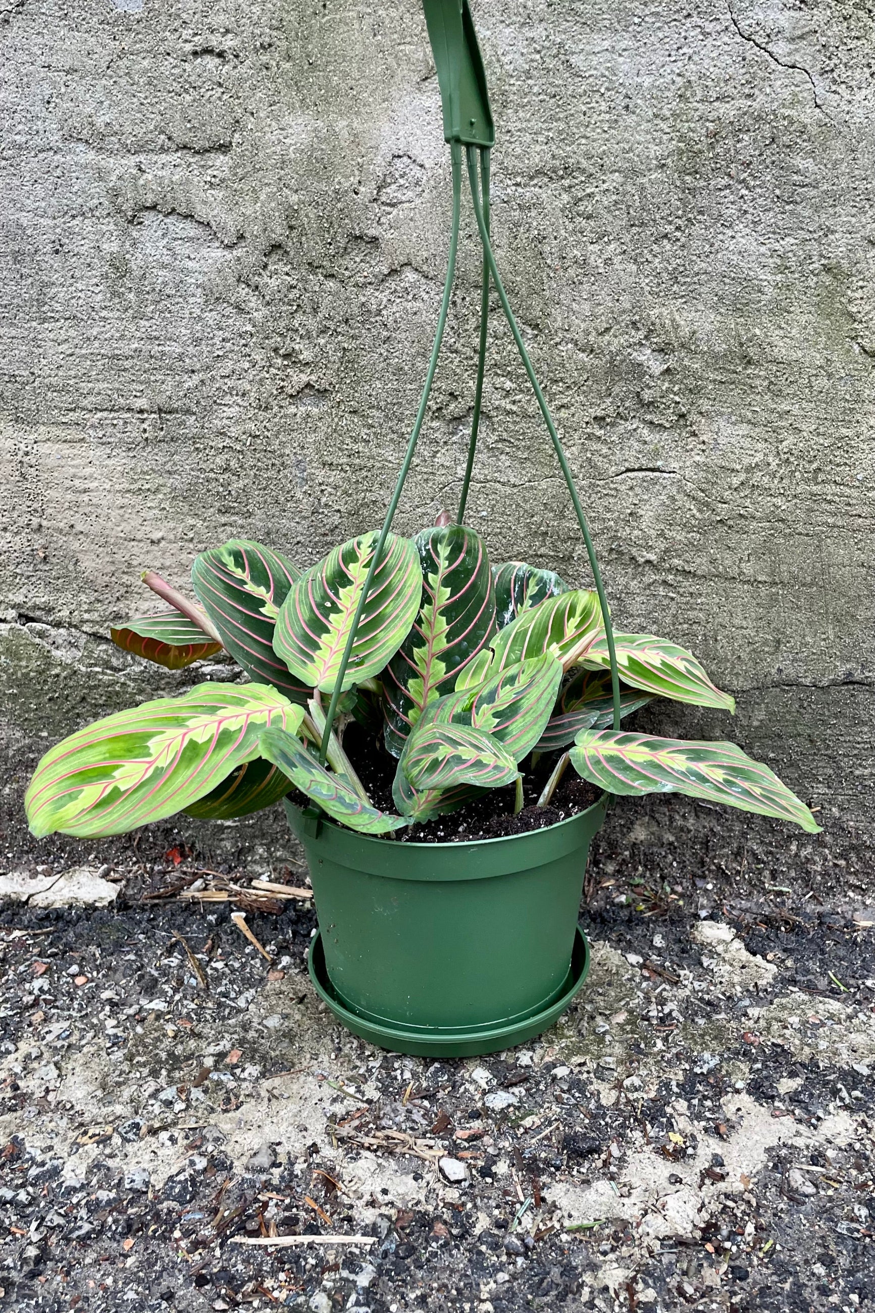 Maranta "Prayer Plant" with fuchsia markings in a 6" growers pot against a grey wall. 