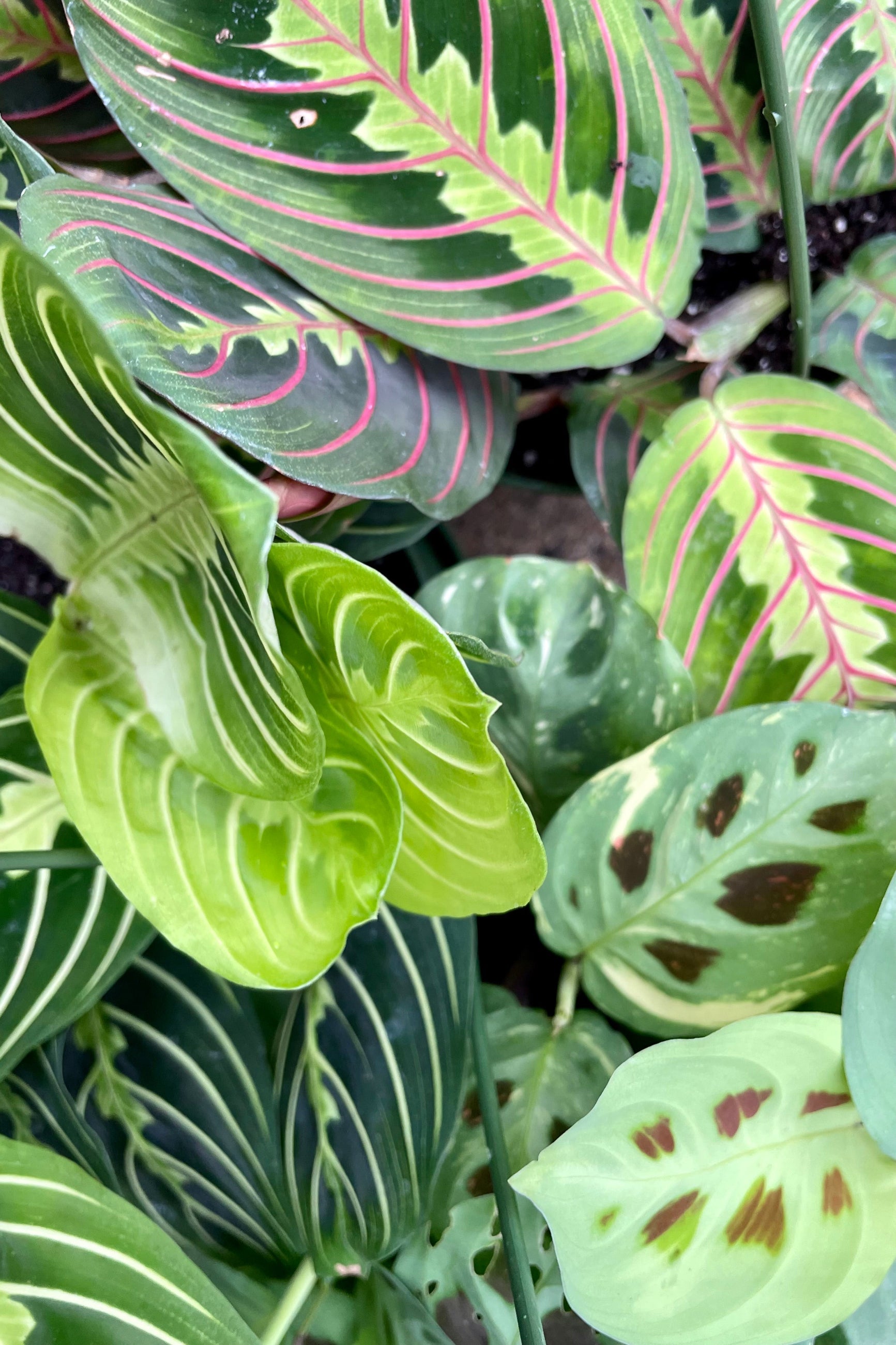 a group detail shot of three types of Maranta "Prayer Plants" at Sprout-home.
