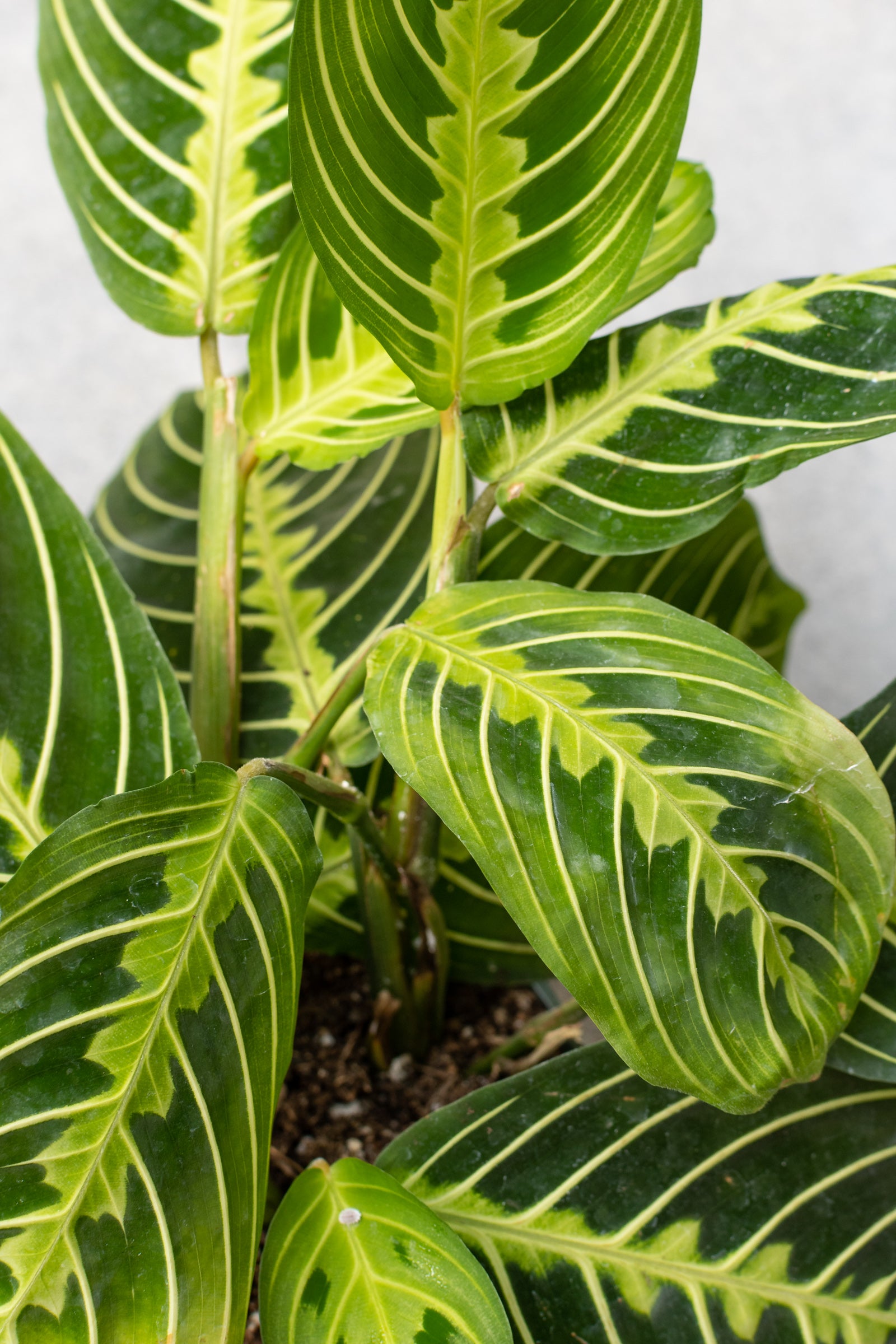 Maranta 'Lemon Line' leaf detail.